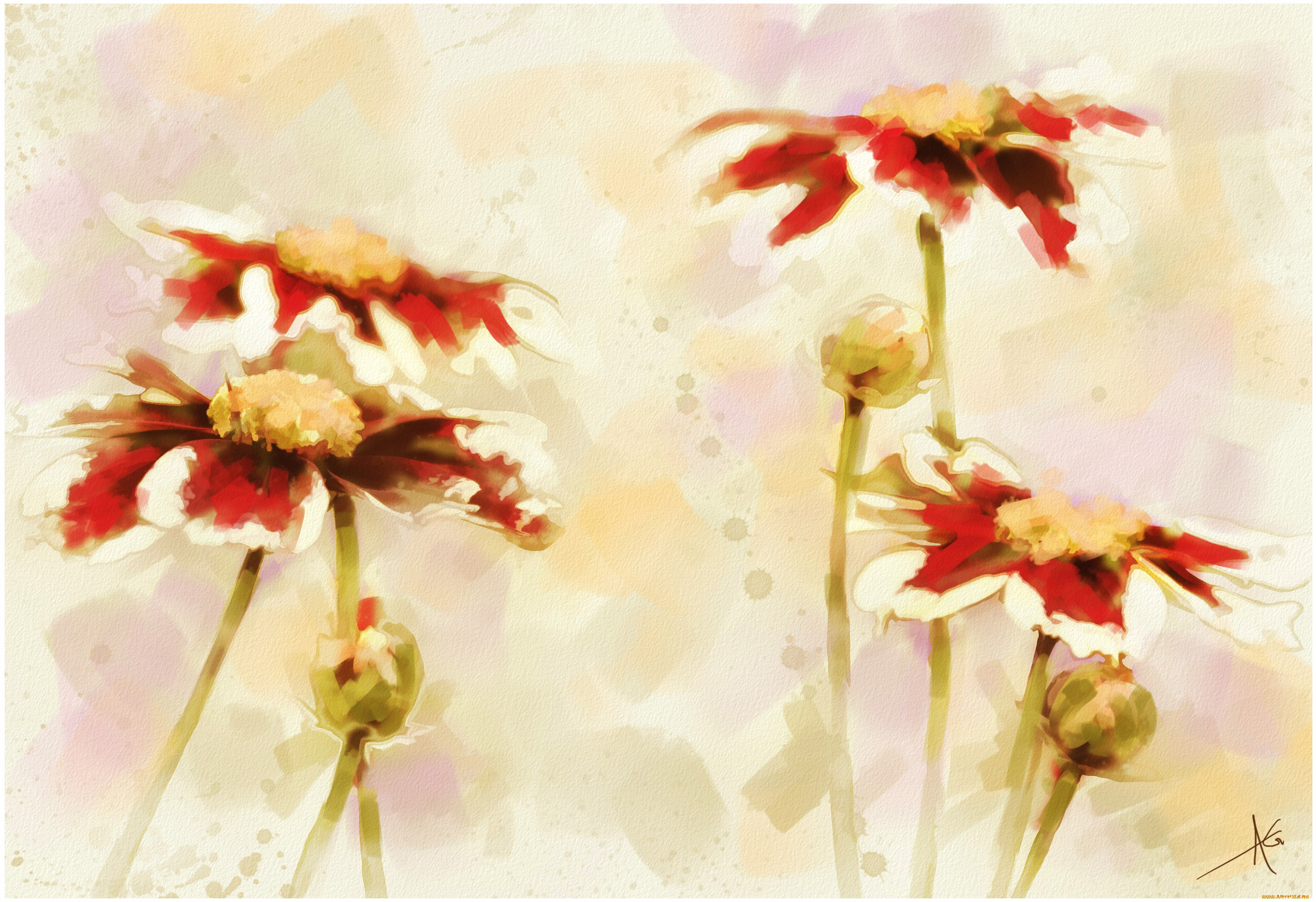 рисованные, цветы, фон, космея