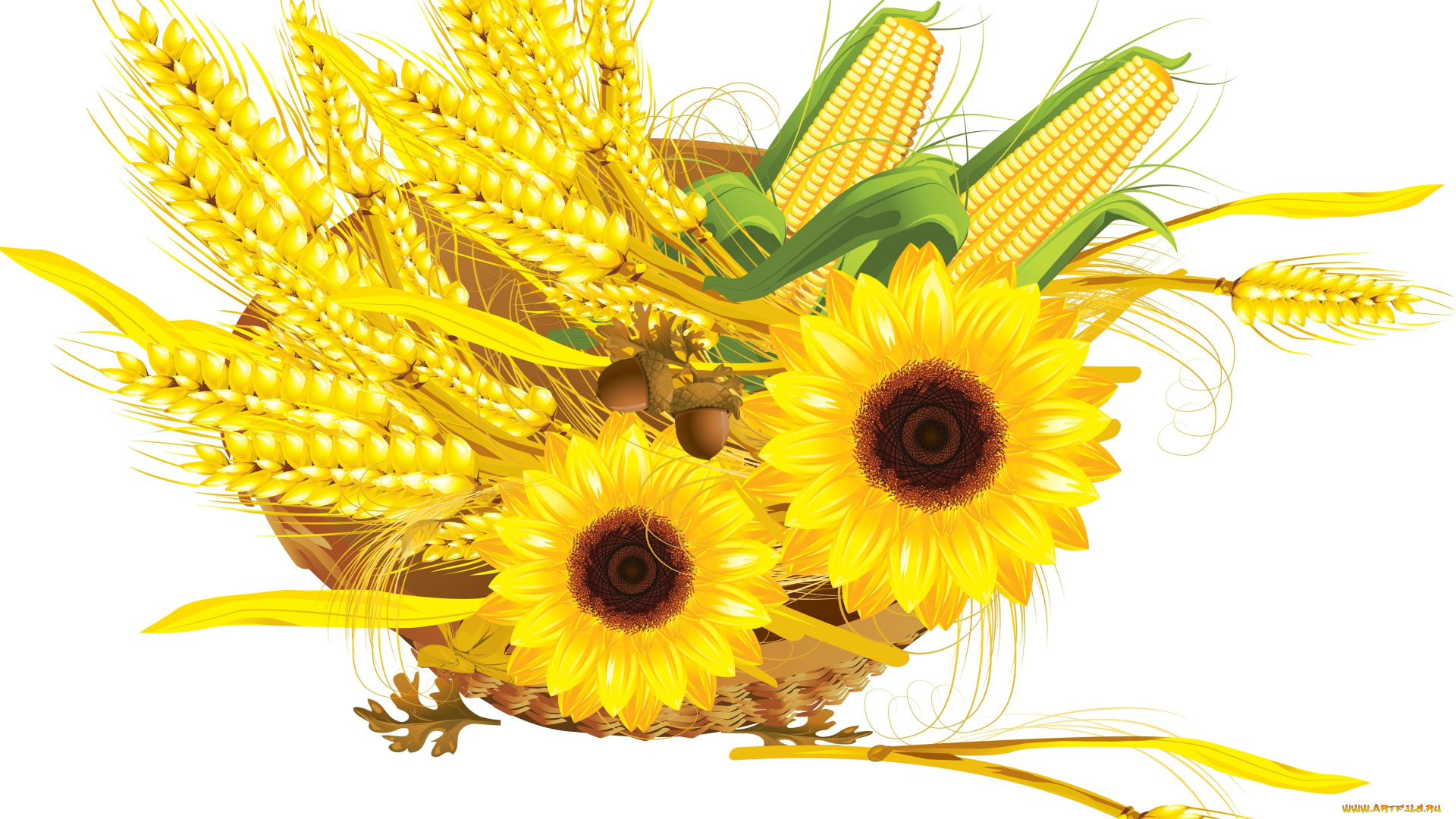 векторная, графика, цветы, колосья, шиповник, листья, подсолнух, осень, желуди, рябина, кукуруза