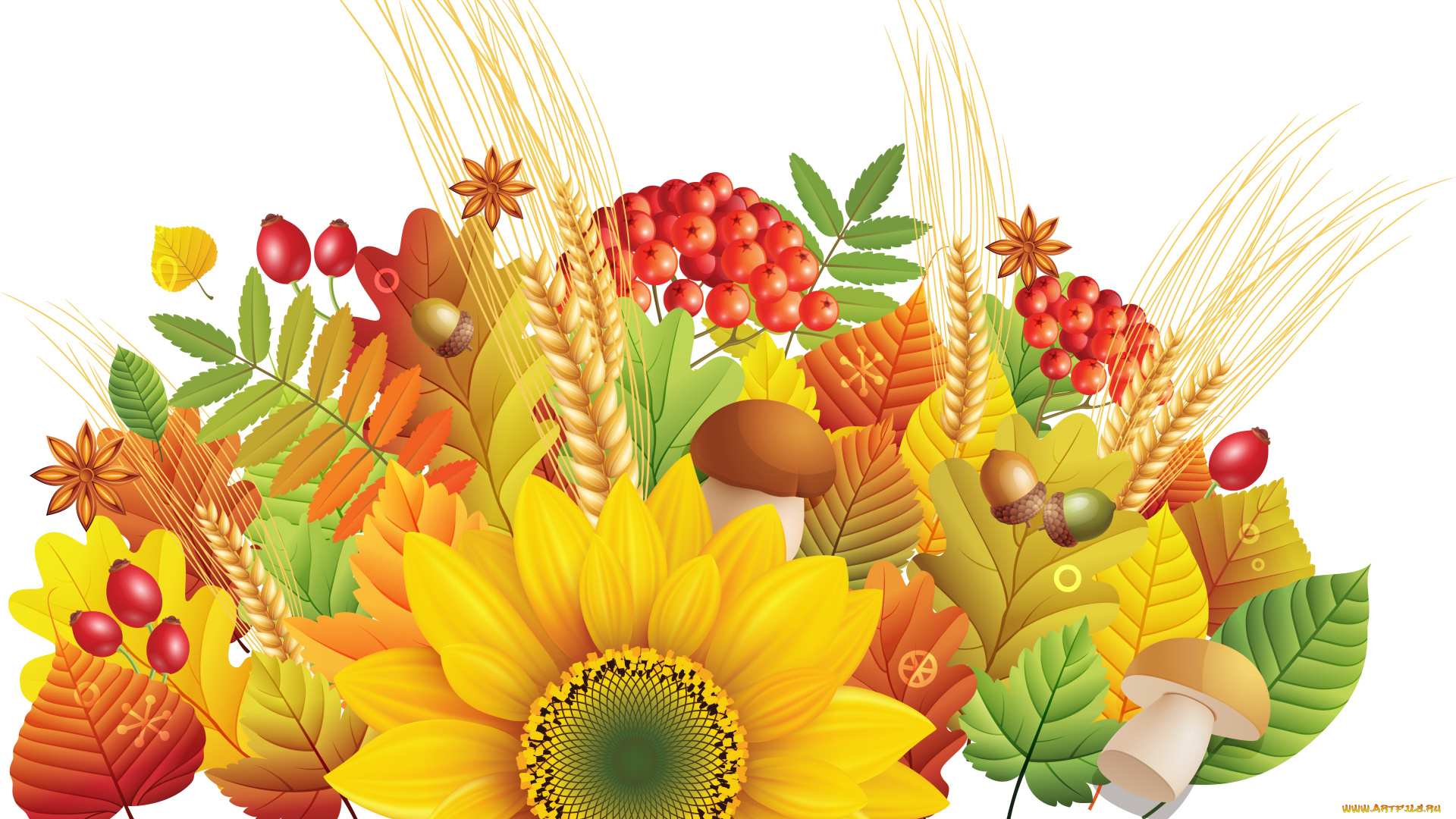 векторная, графика, цветы, шиповник, листья, колосья, осень, желуди, грибы, подсолнух, рябина