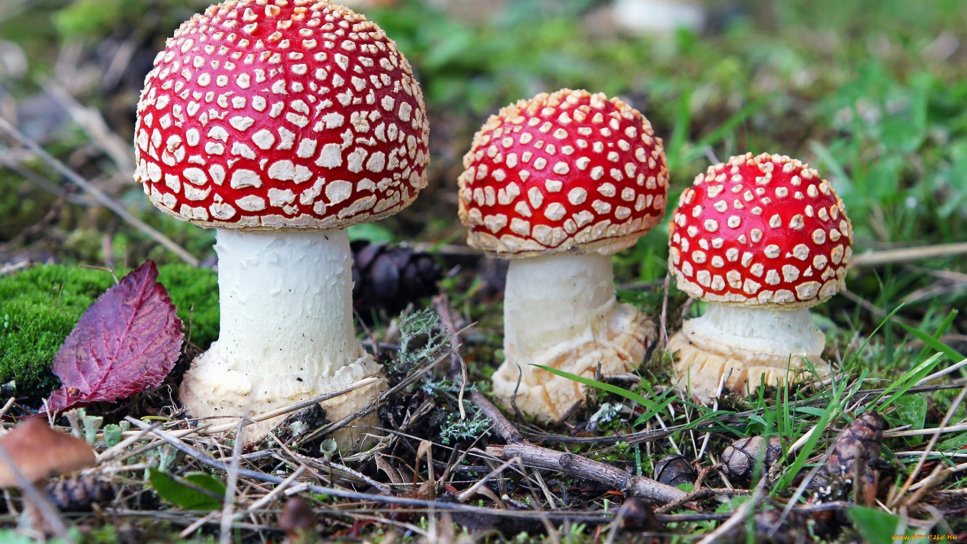природа, грибы, , мухомор, мухоморы