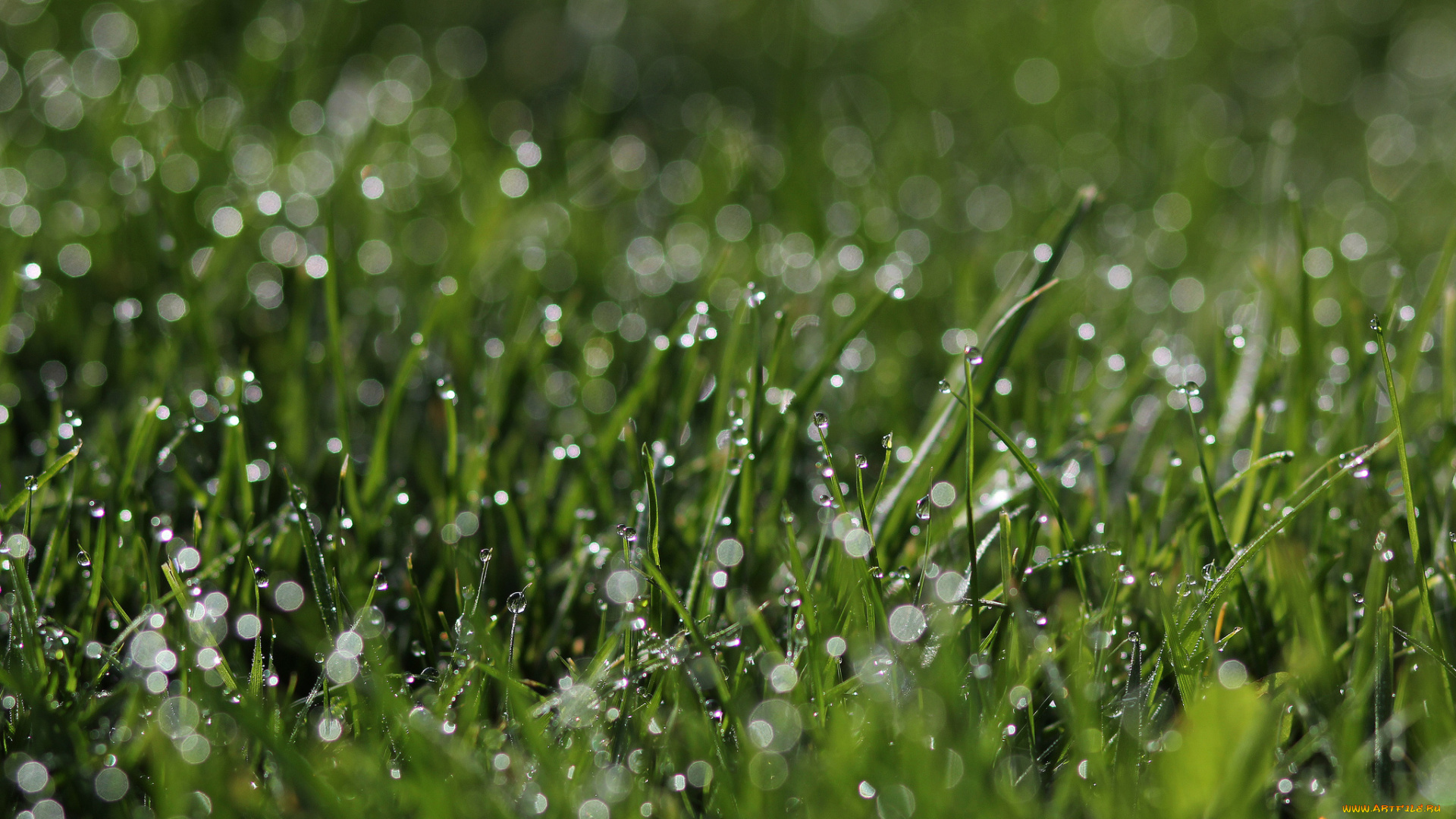 природа, макро, зеленый, капли, трава