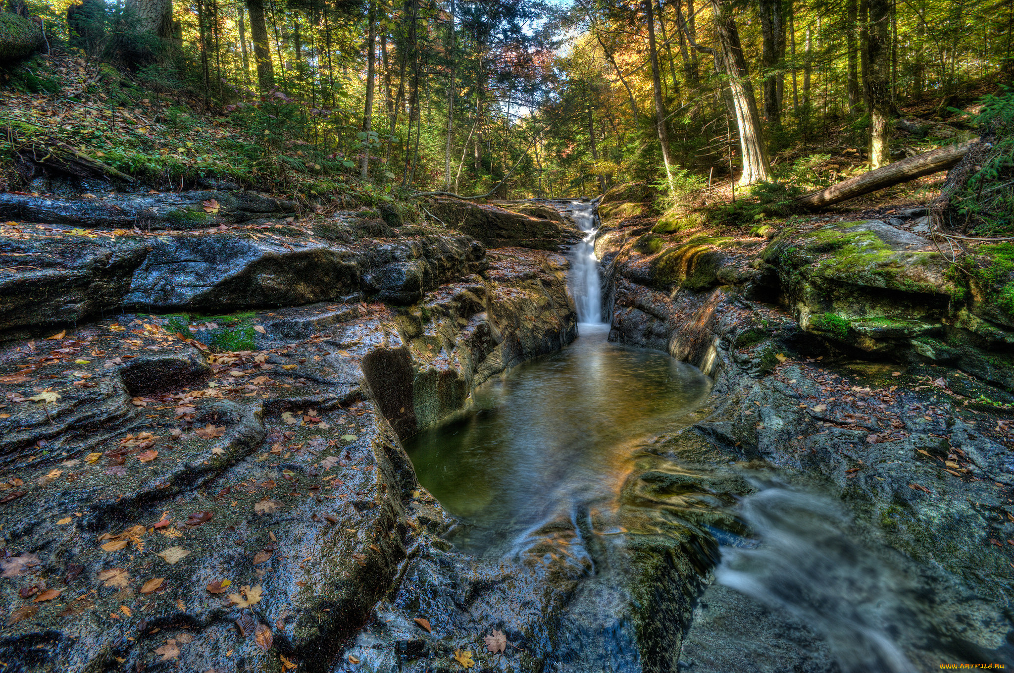 природа, реки, озера, река, лес