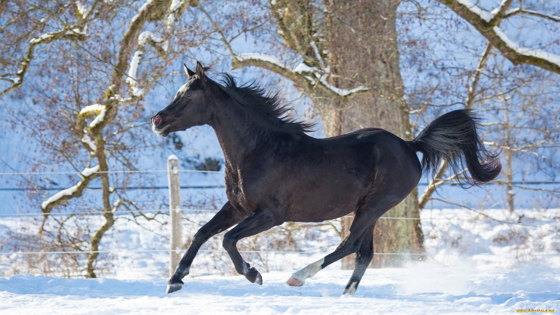 автор, , oliverseitz, животные, лошади, конь, вороной, профиль, бег, галоп, движение, мощь, грация, красота, игривый, зима, снег, загон