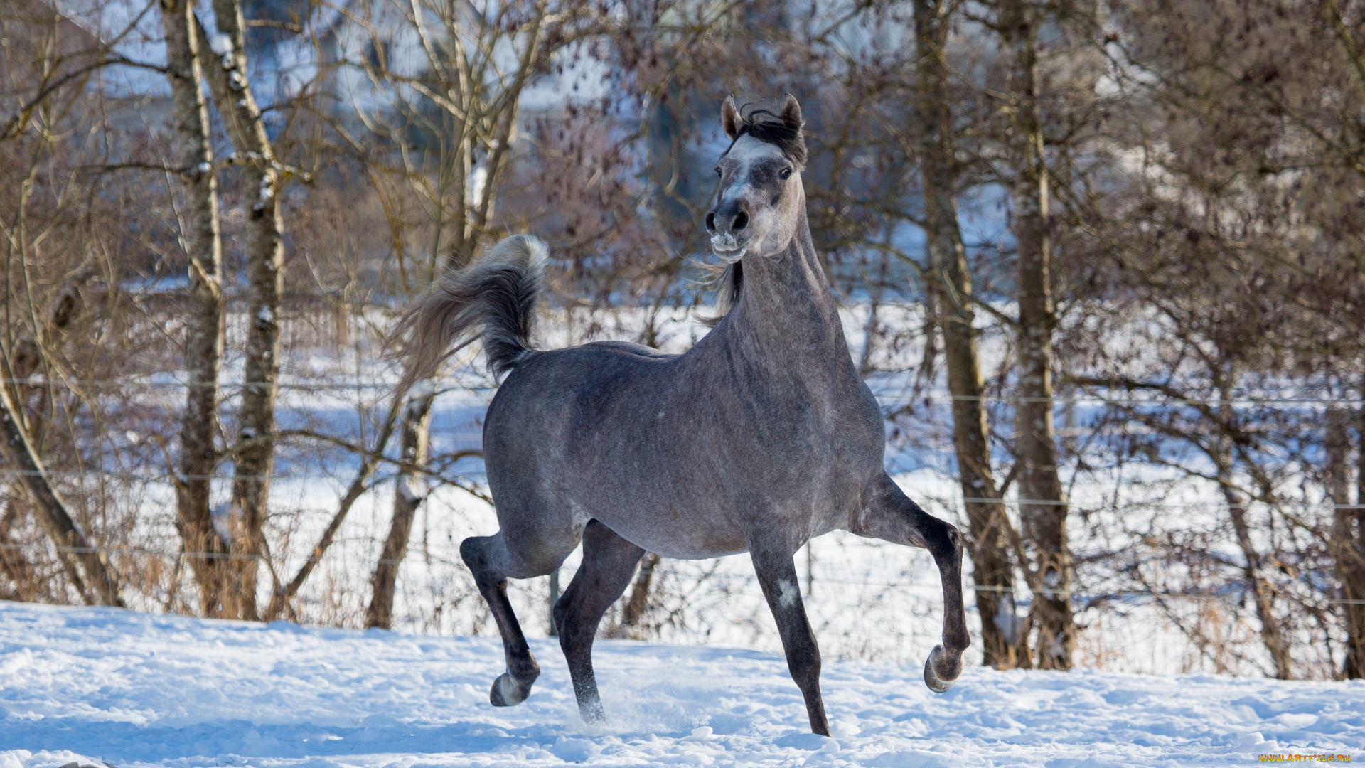 автор, , oliverseitz, животные, лошади, конь, серый, бег, движение, позирует, грация, красота, мощь, зима, снег, загон