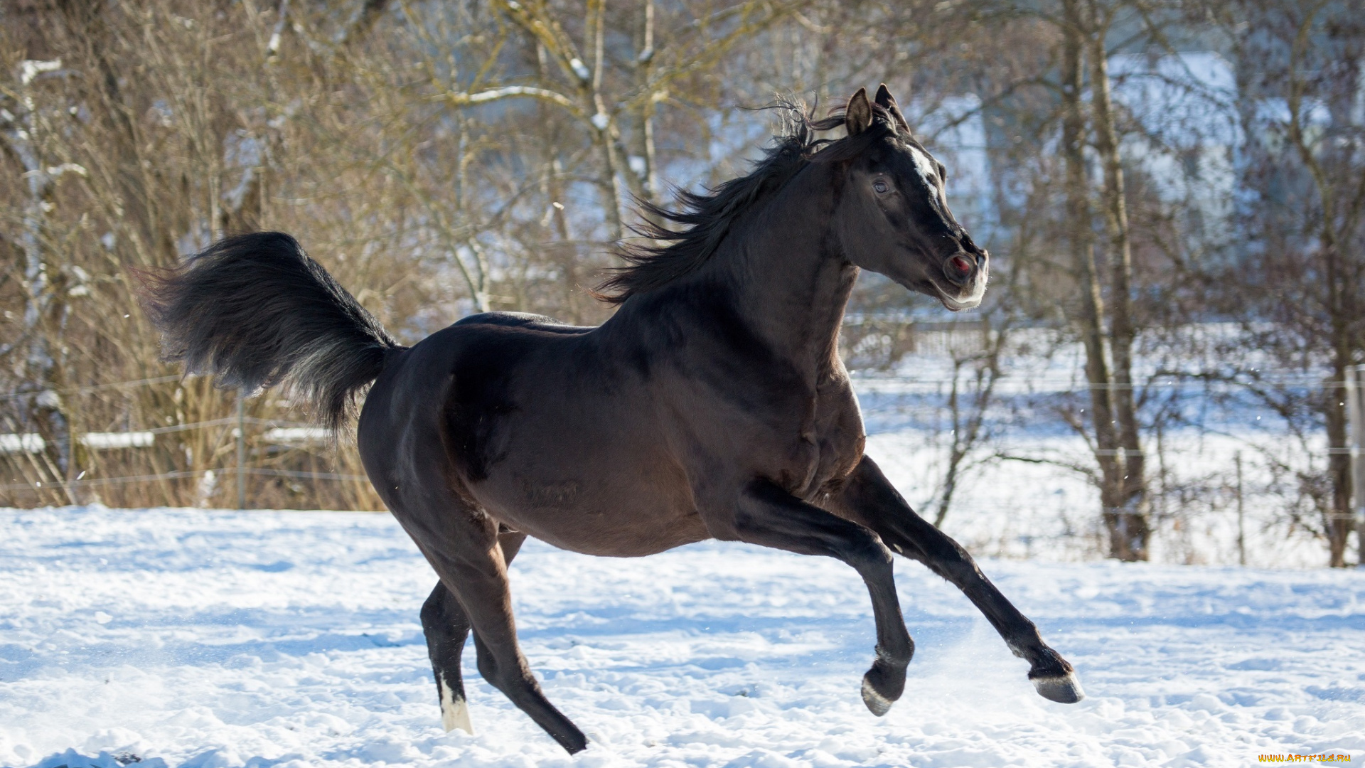 автор, , oliverseitz, животные, лошади, конь, вороной, бег, движение, грация, мощь, красавец, взгляд, позирует, зима, снег, загон