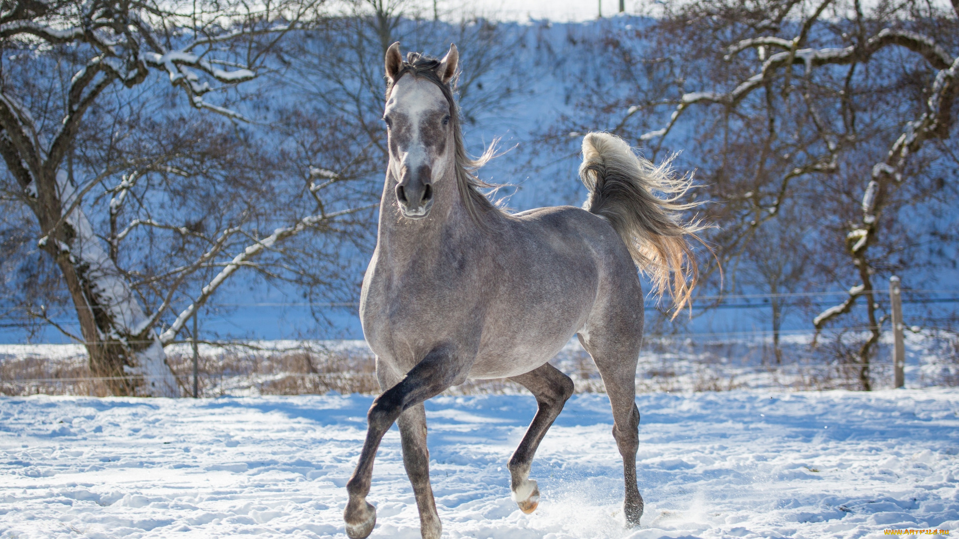 автор, , oliverseitz, животные, лошади, конь, серый, бег, движение, грация, загон, зима, снег