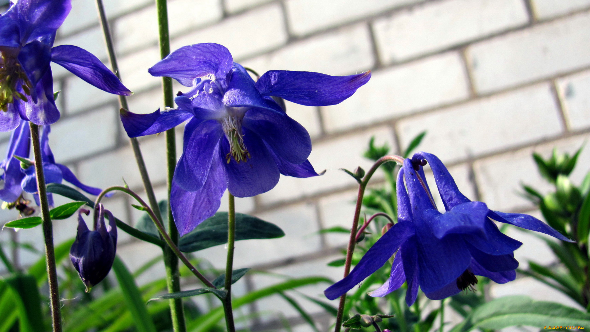 цветы, аквилегия, , водосбор, синий