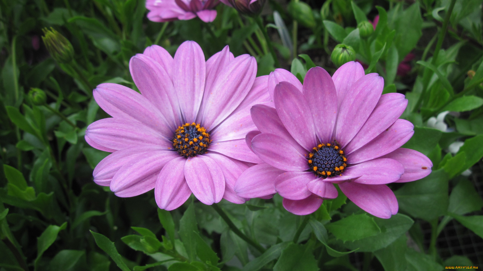 цветы, диморфотеки, розовый