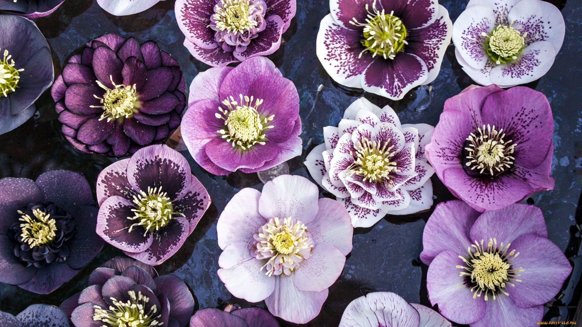 цветы, геллеборус, , морозник