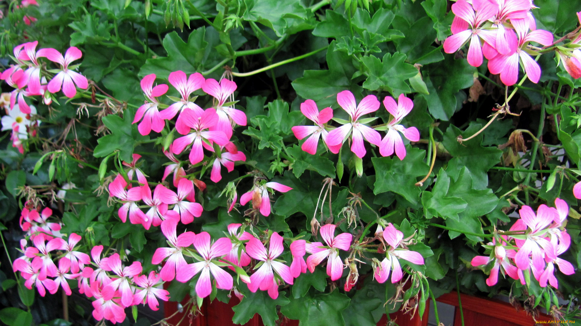 цветы, герань, розовый