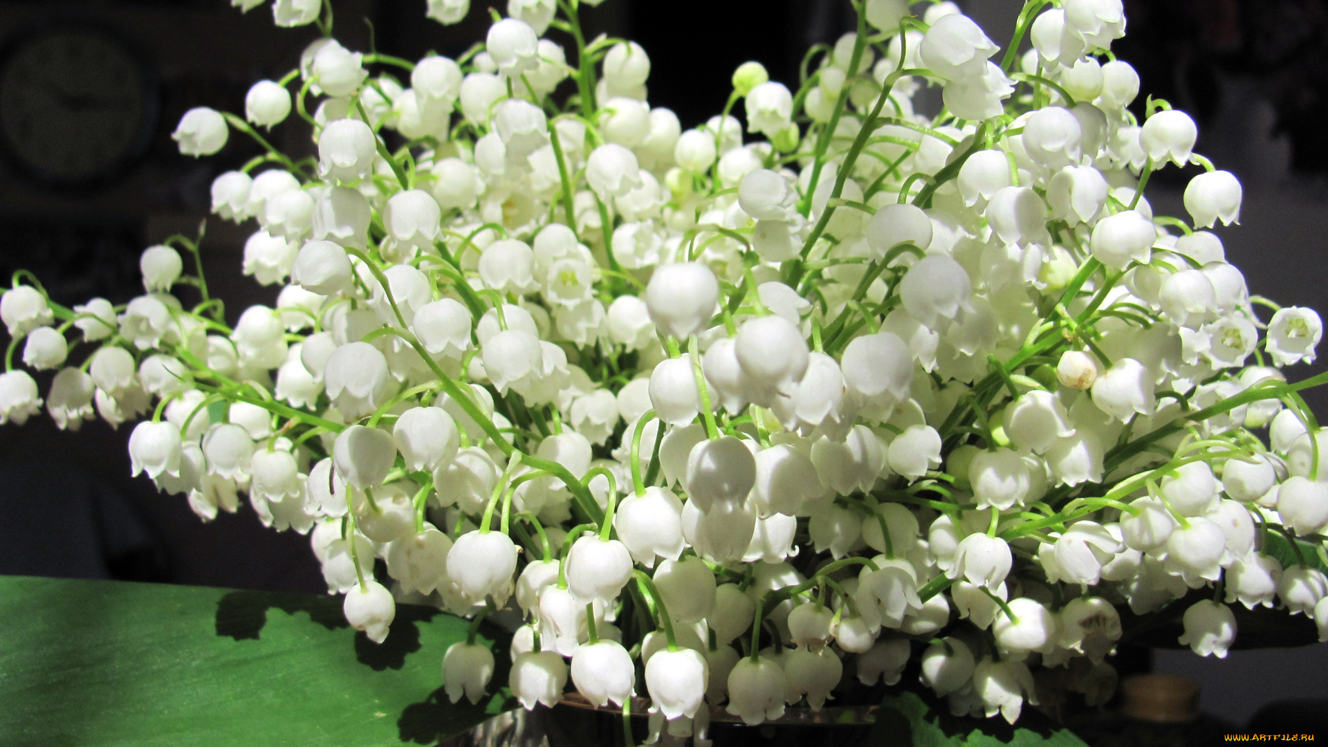 цветы, ландыши, белый