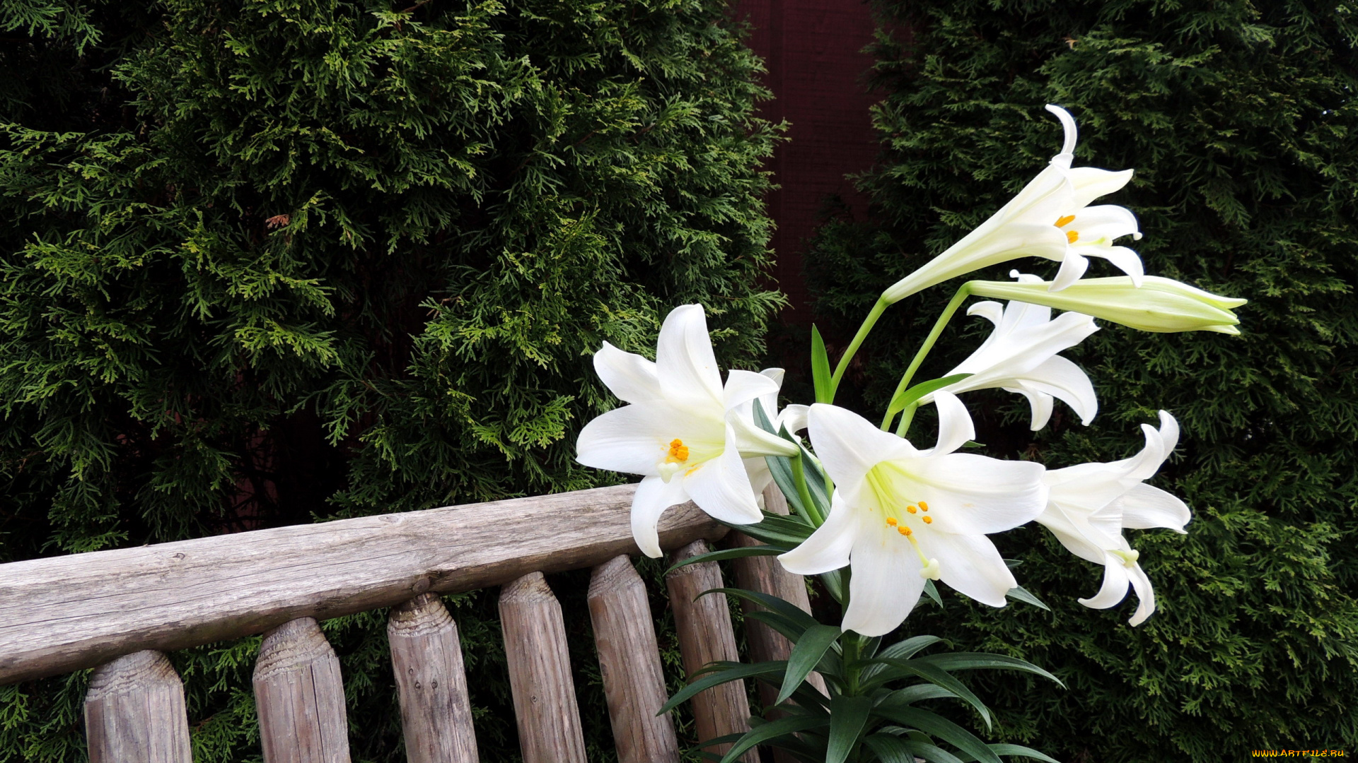 цветы, лилии, , лилейники, белый