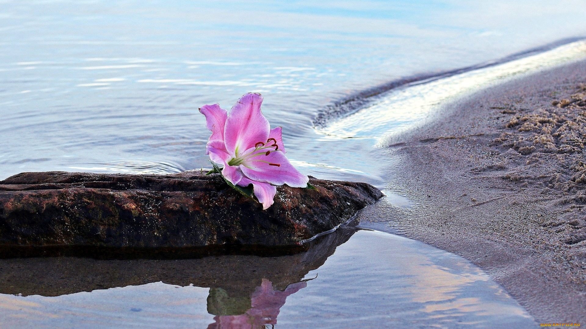 цветы, лилии, , лилейники, камень, вода