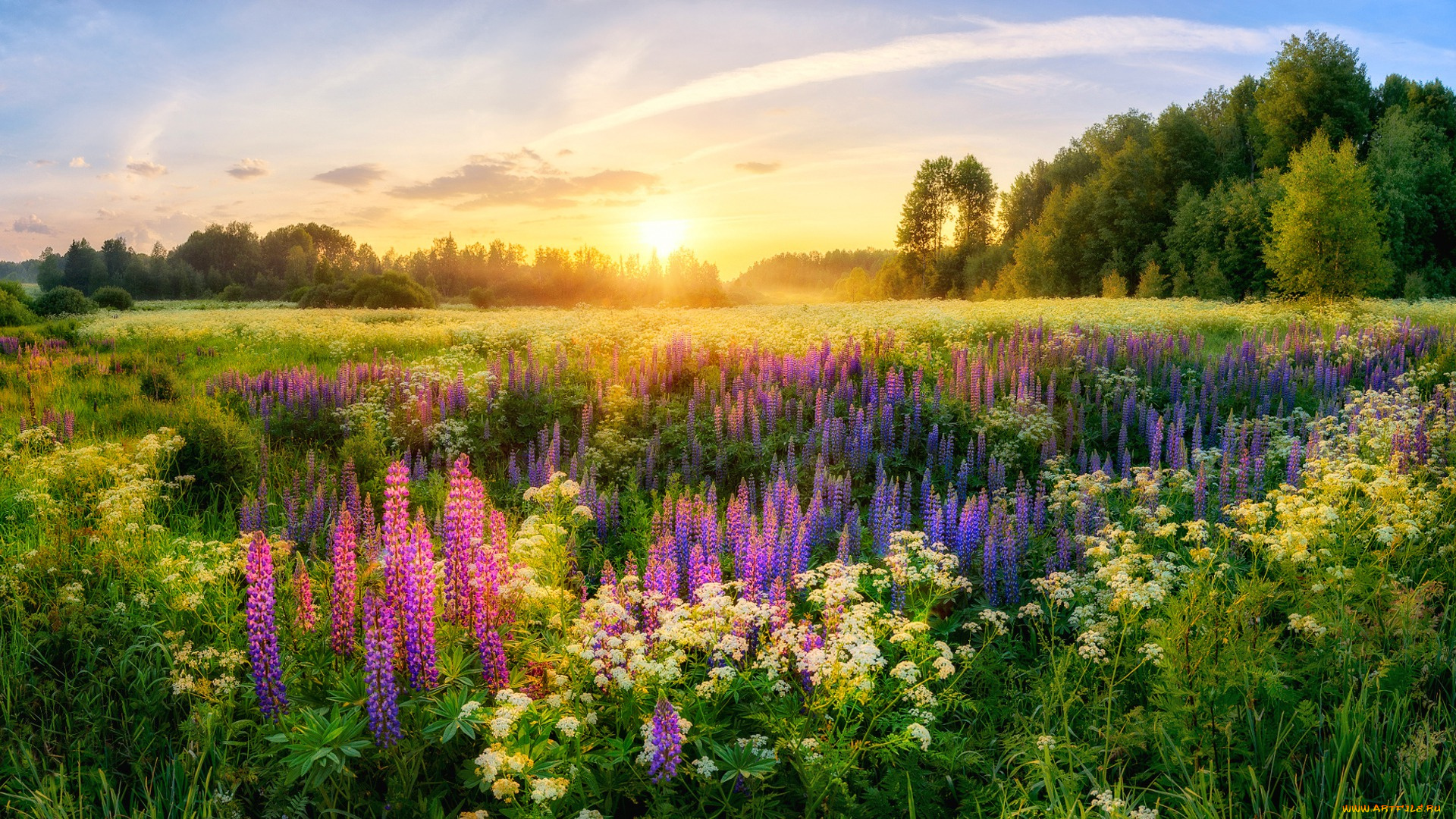 цветы, луговые, , полевые, , цветы, деревья, солнце, россия, луга, утро, люпины, лето