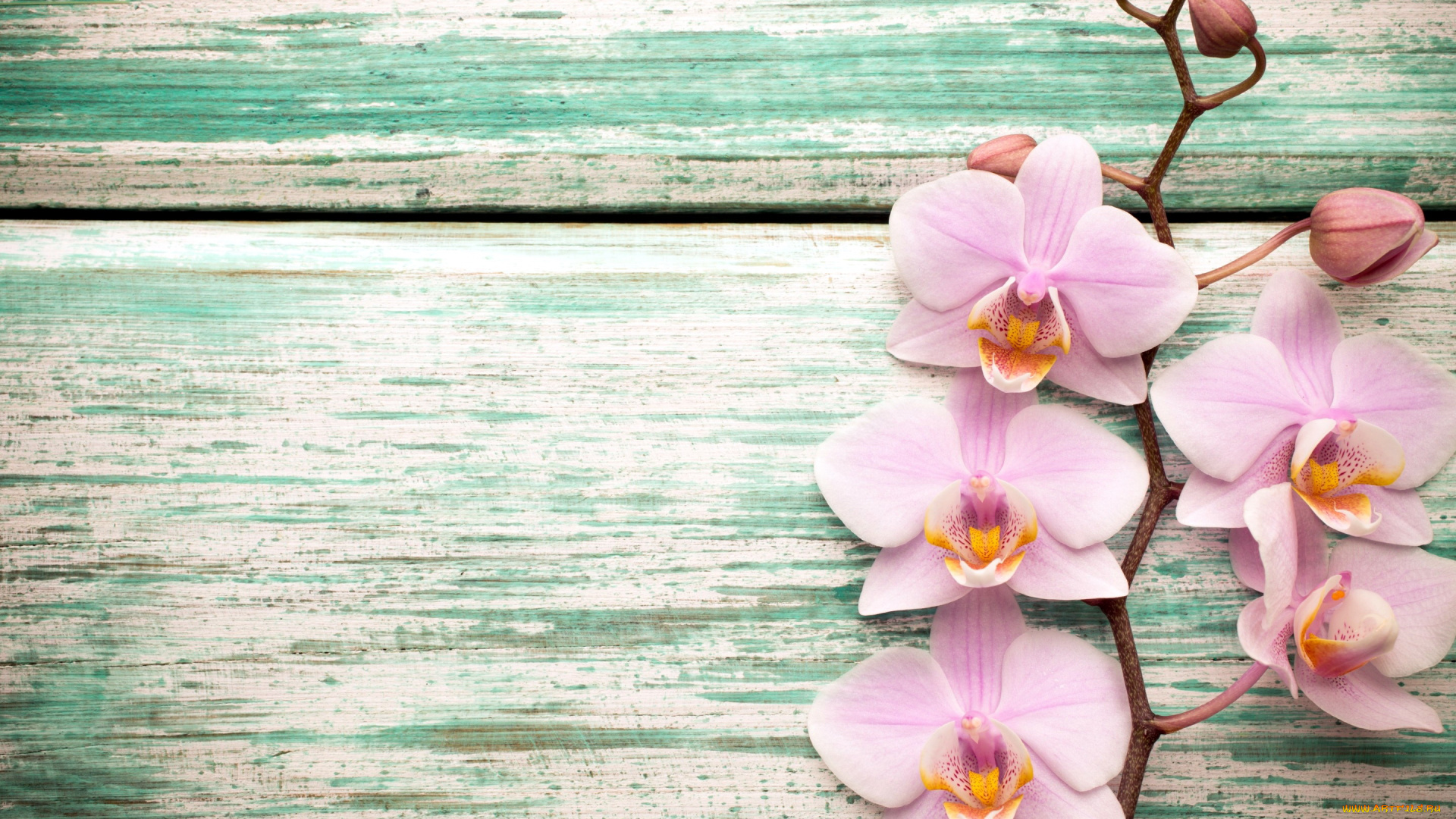 цветы, орхидеи, экзотика