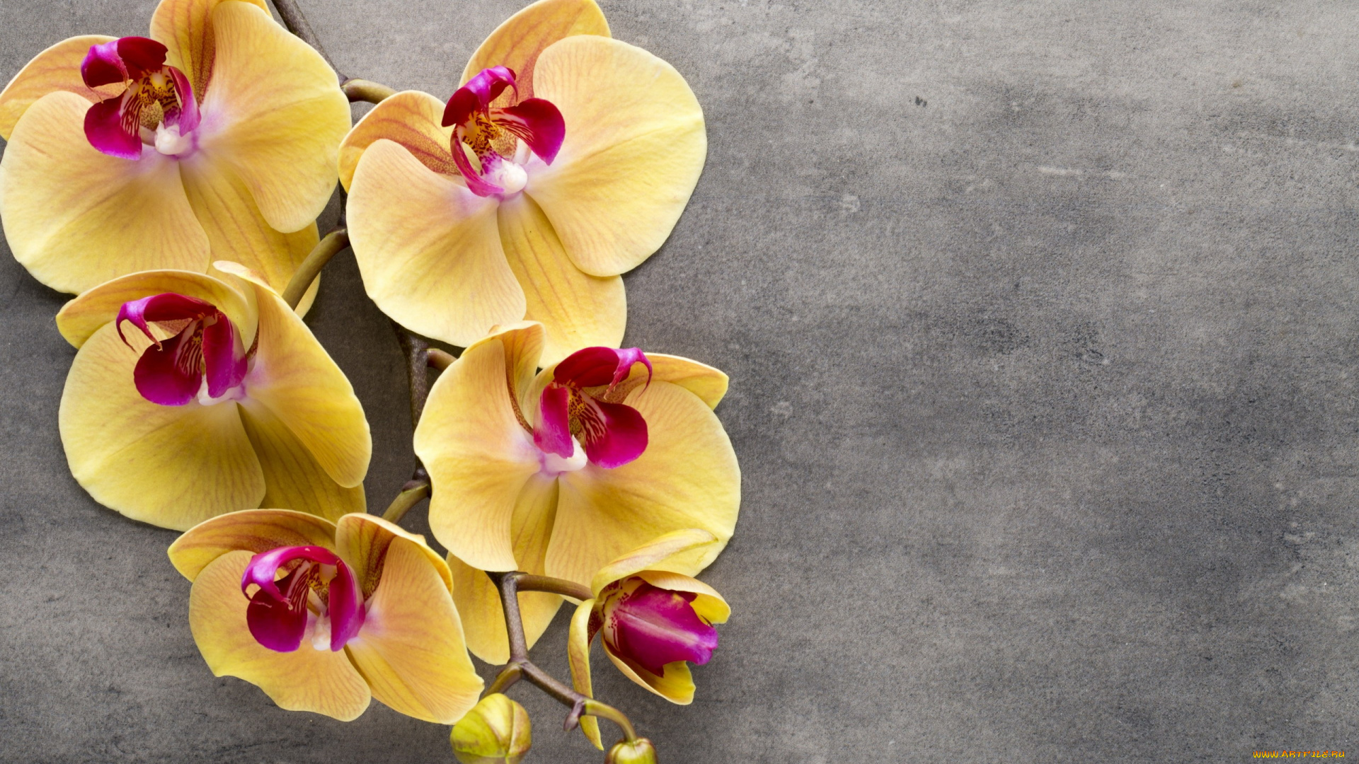 цветы, орхидеи, экзотика