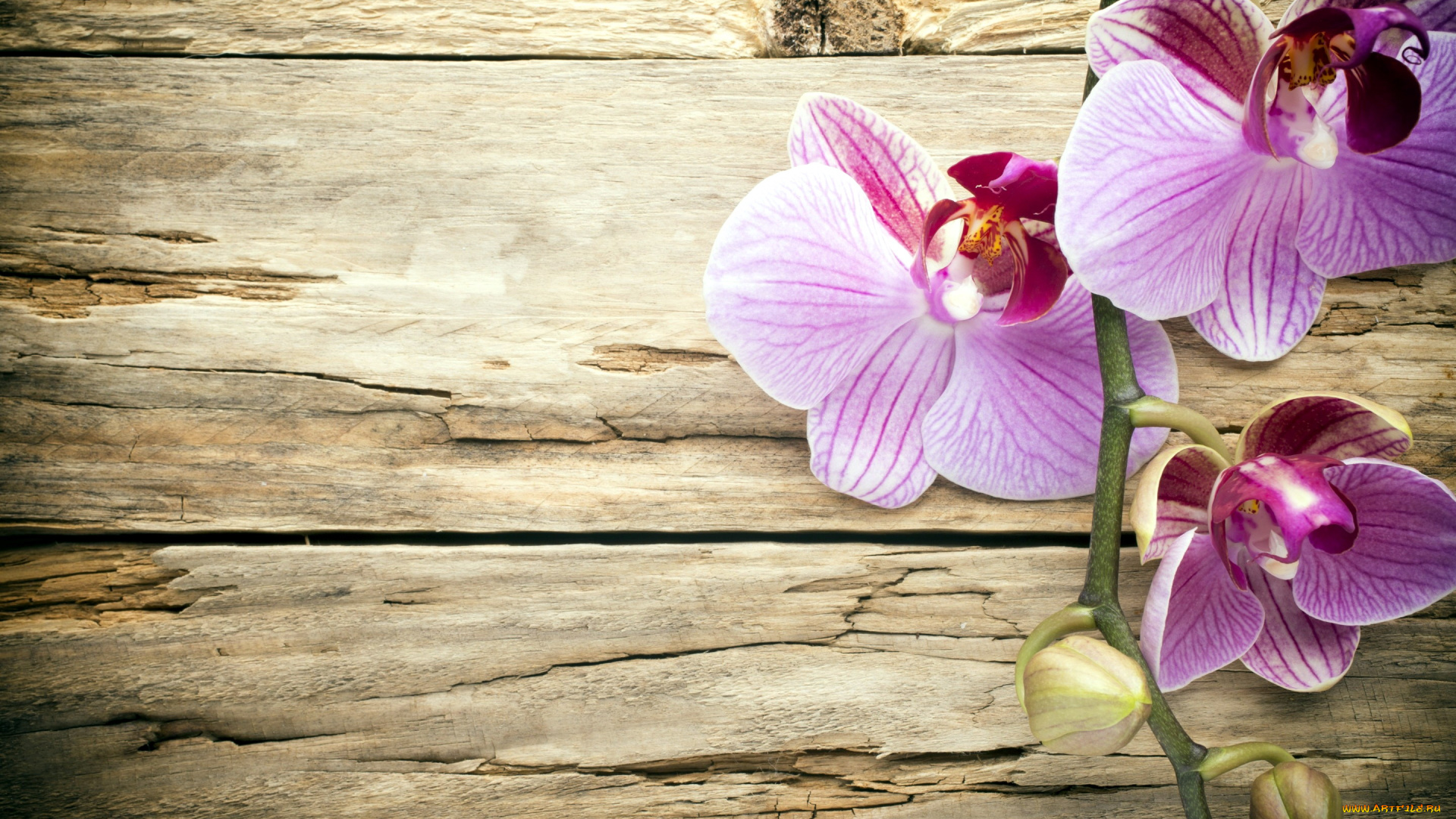 цветы, орхидеи, экзотика