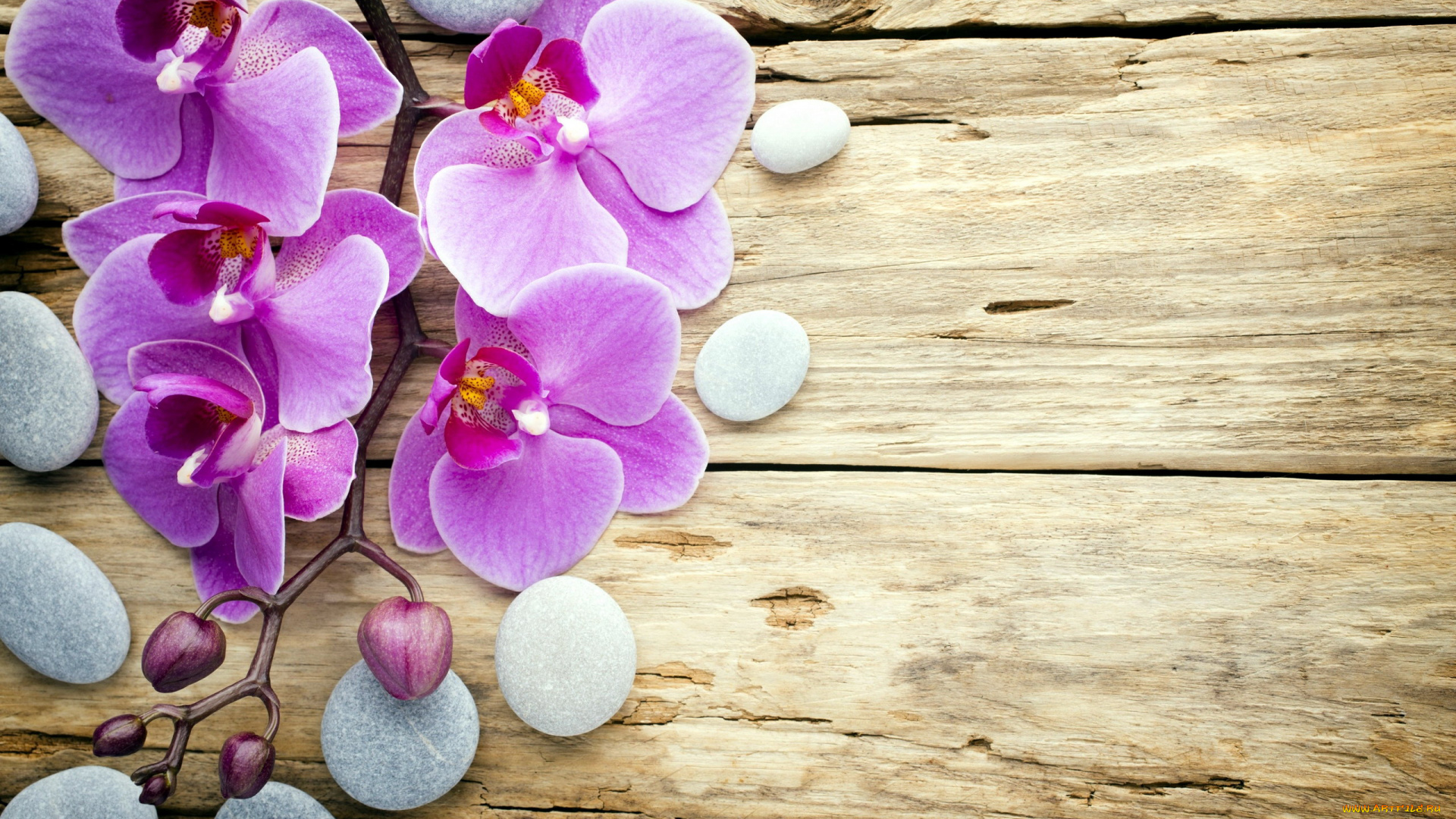 цветы, орхидеи, экзотика