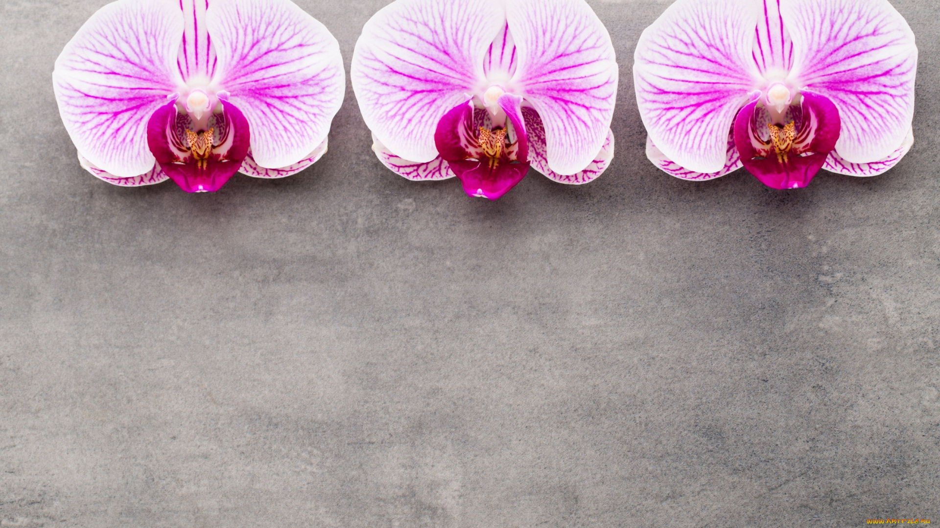 цветы, орхидеи, трио
