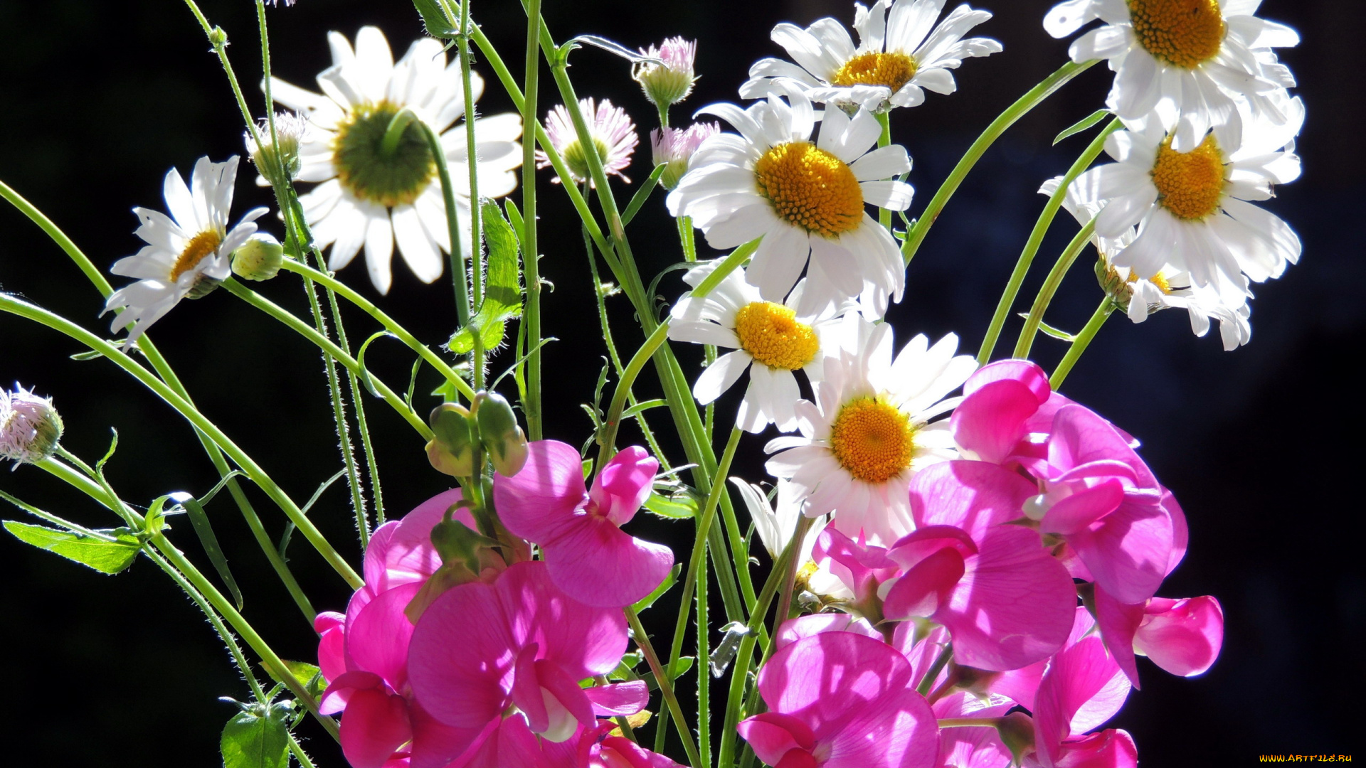 цветы, разные, вместе, ромашки
