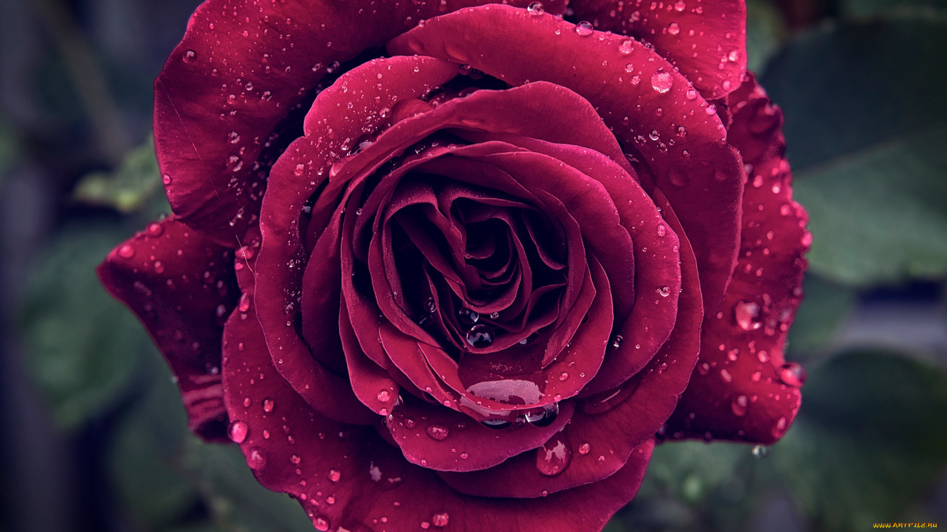 цветы, розы, роза, капли, макро, мокро