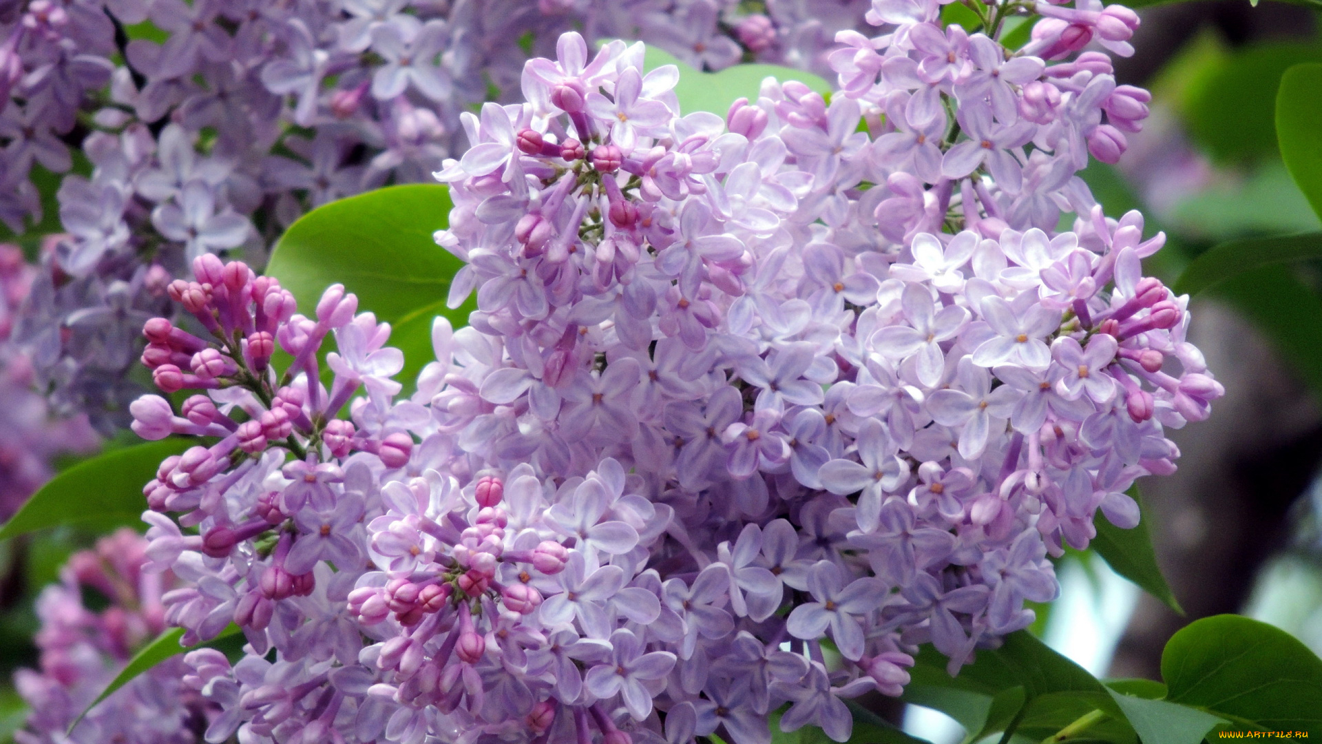 цветы, сирень, ветка, весна