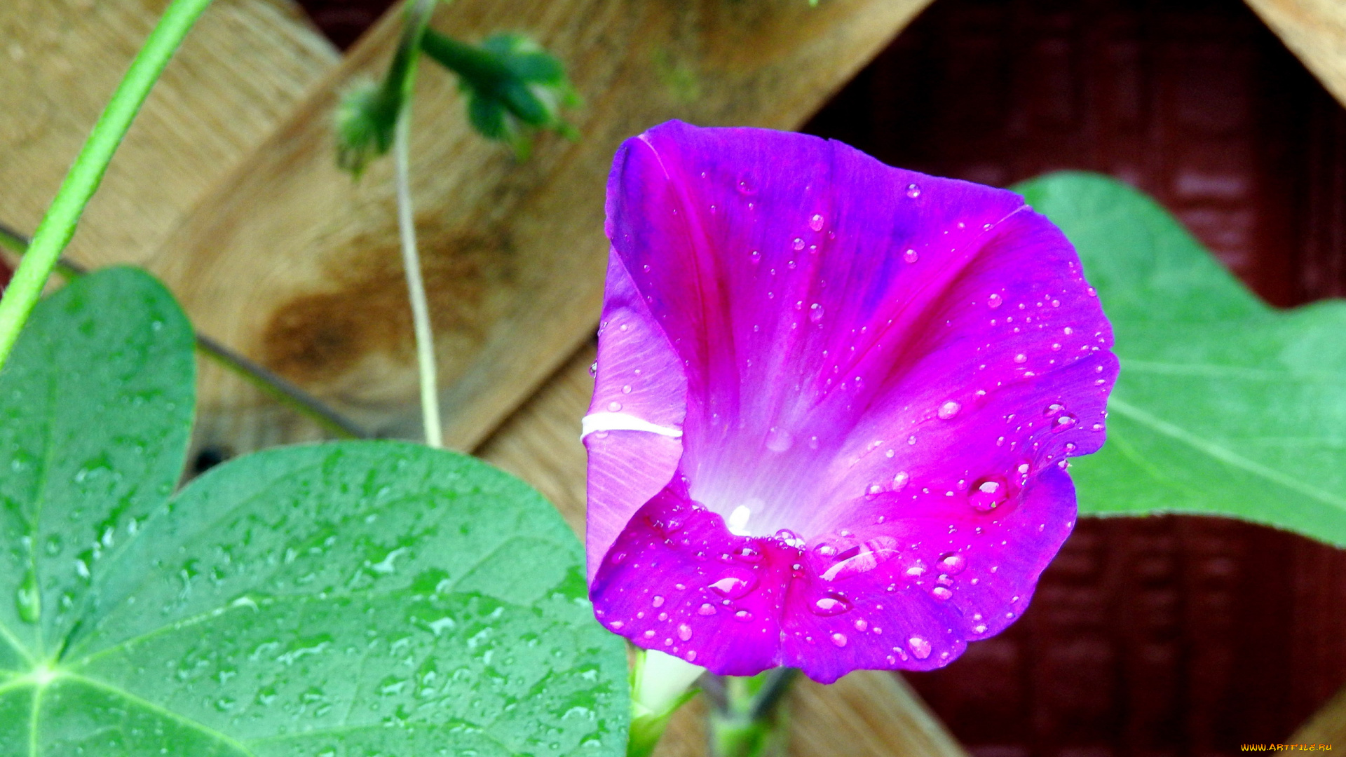 цветы, вьюнки, , ипомеи, капли, макро