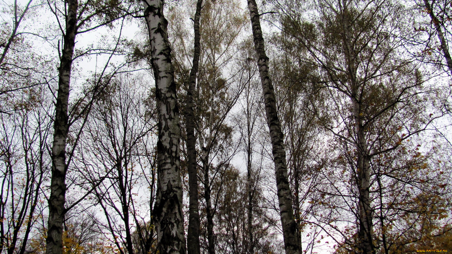 природа, деревья, березы