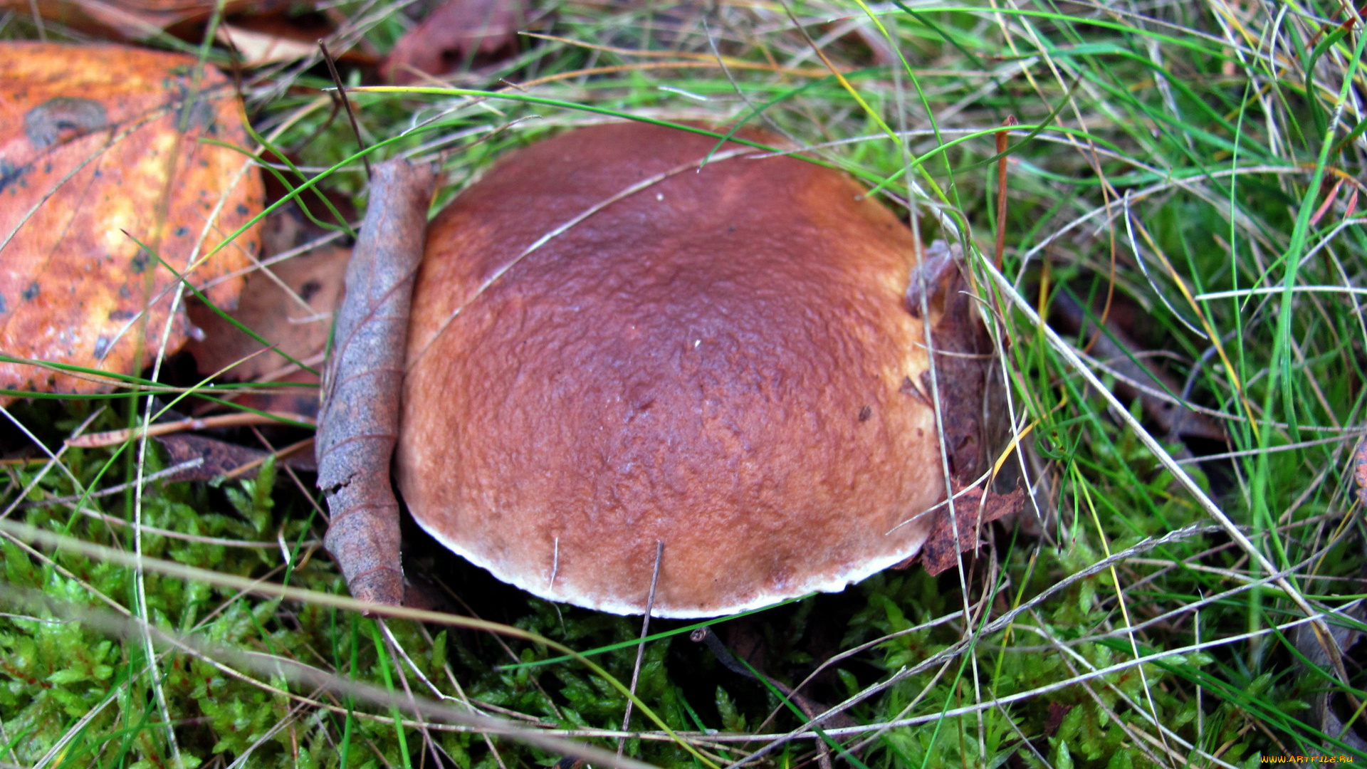 природа, грибы, боровик