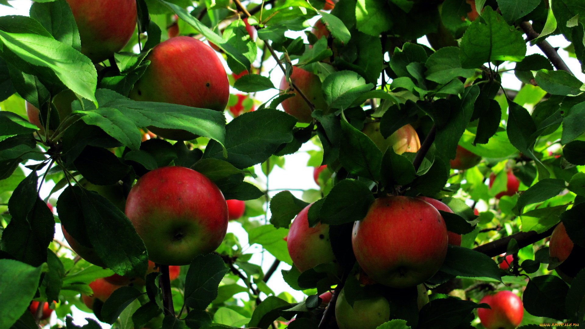 природа, плоды, яблоки