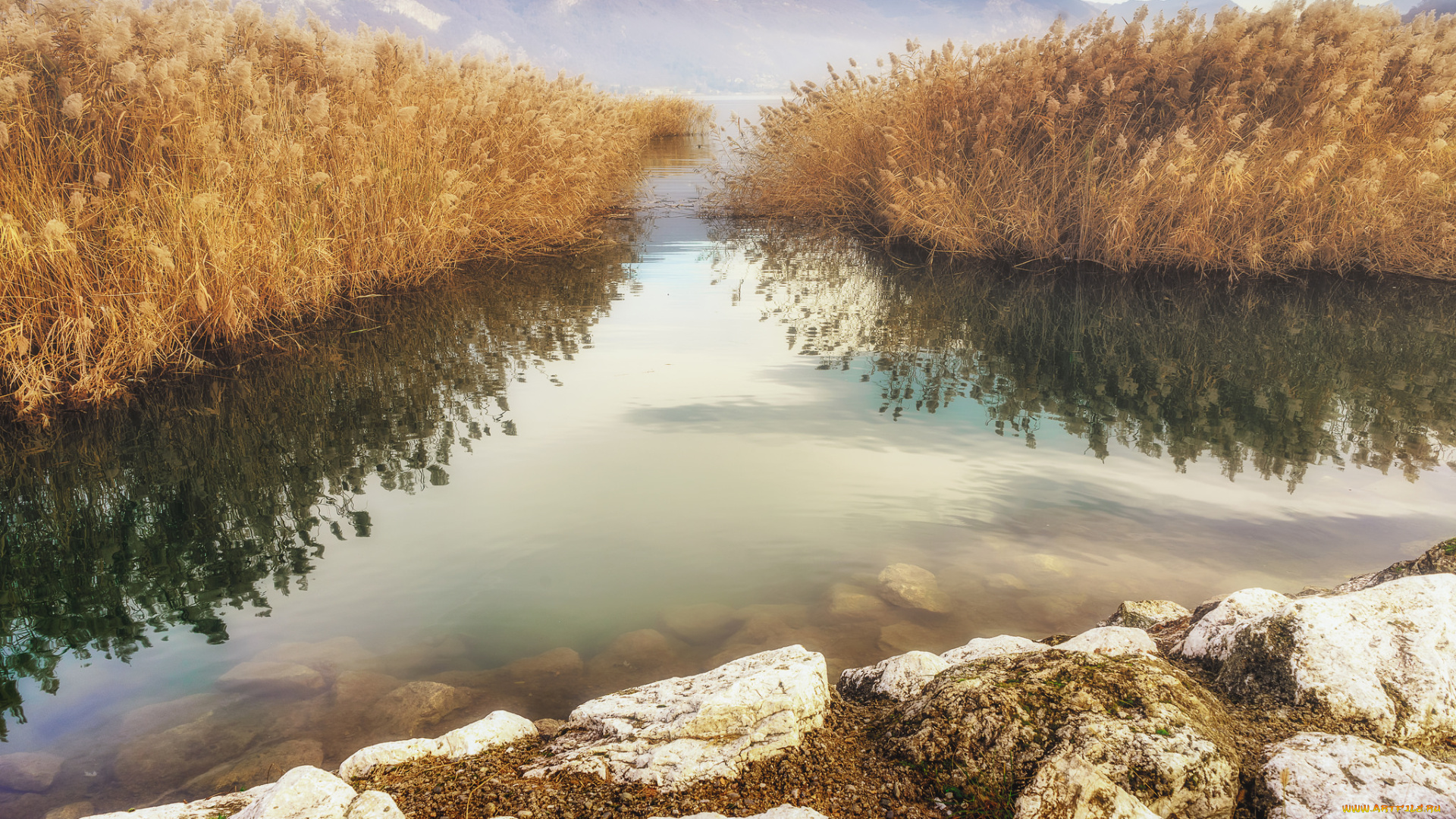 природа, реки, озера, лес, река