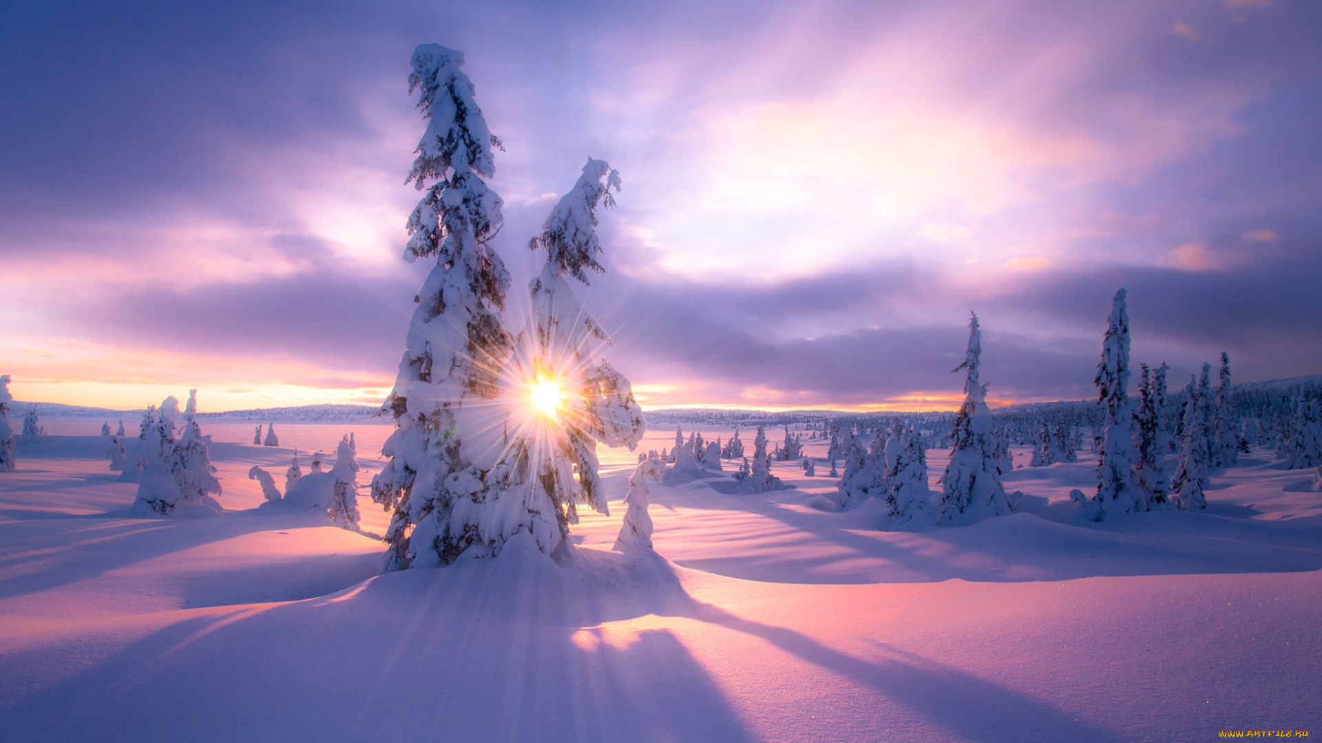 природа, восходы, закаты, свет, снег, зима, ёлки, солнце