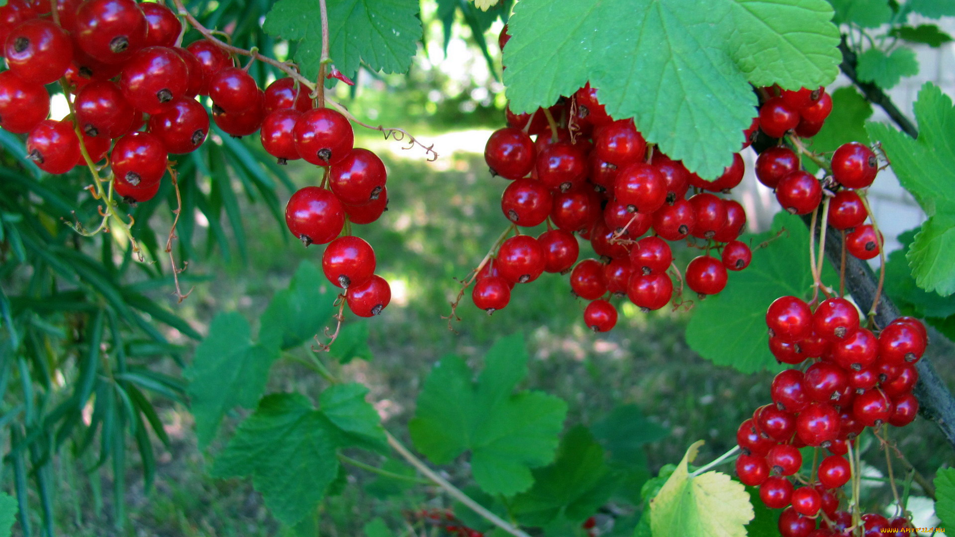 природа, Ягоды, смородина