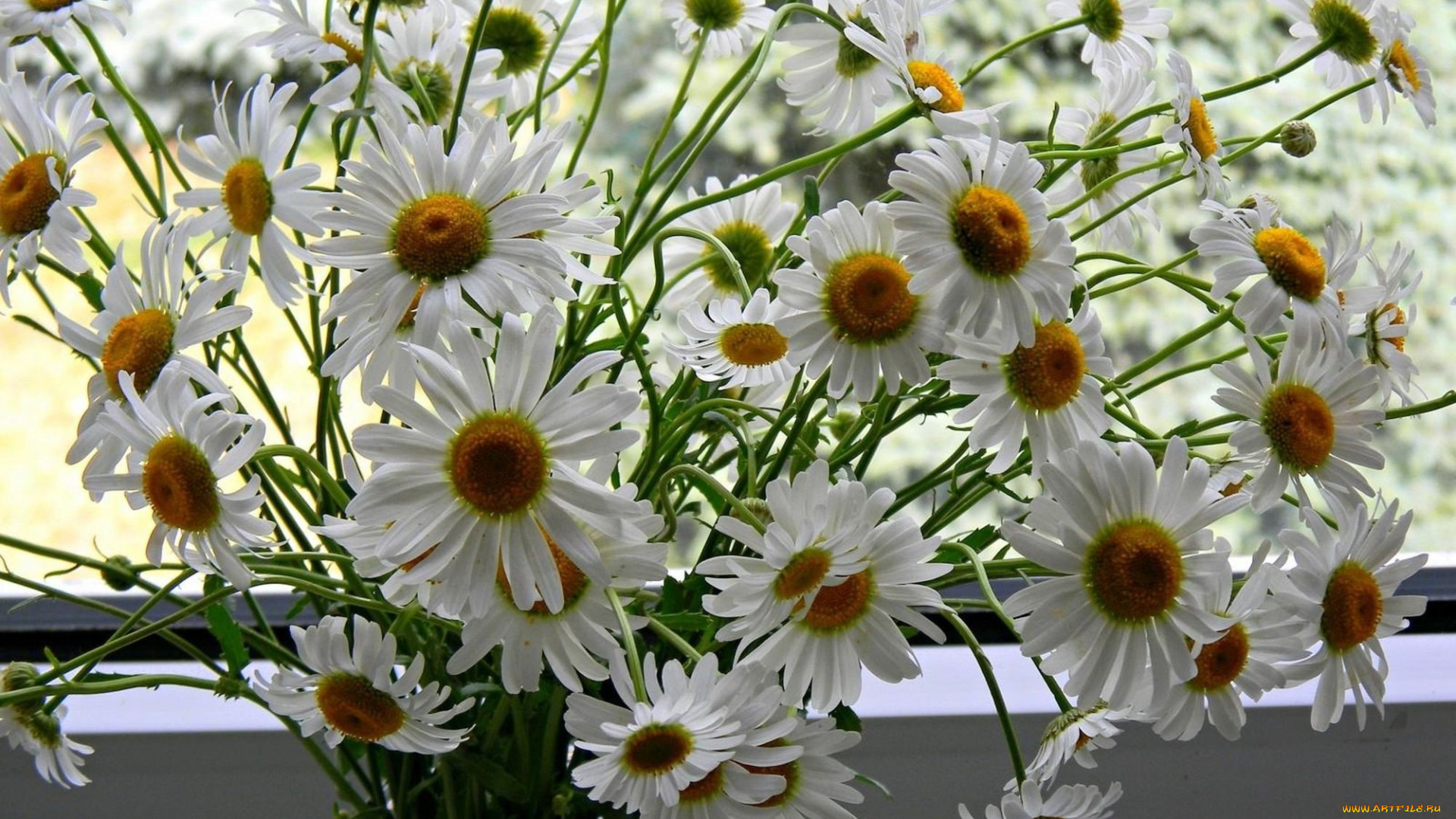 ромашки, цветы, букет