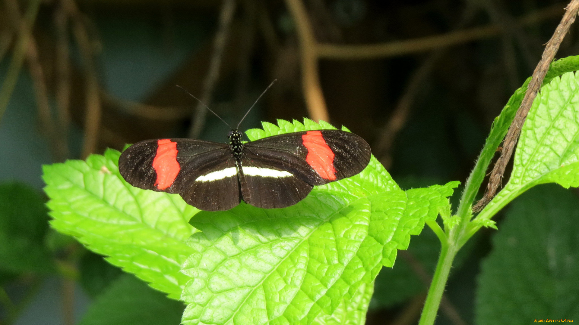 животные, бабочки, , мотыльки, , моли, бабочка