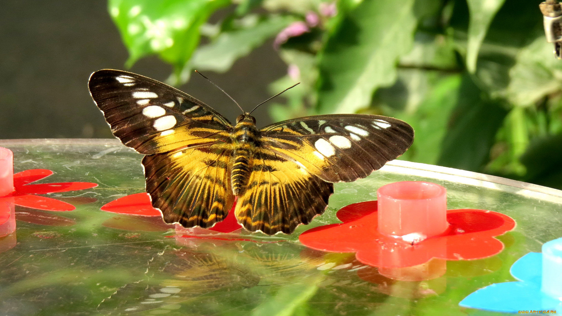 животные, бабочки, , мотыльки, , моли, бабочка