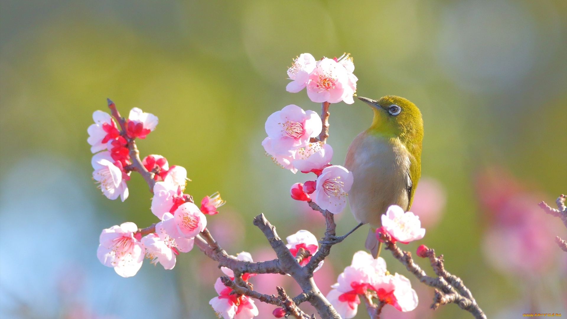 животные, белоглазки, весна, боке, цветы, ветка, свет, птица