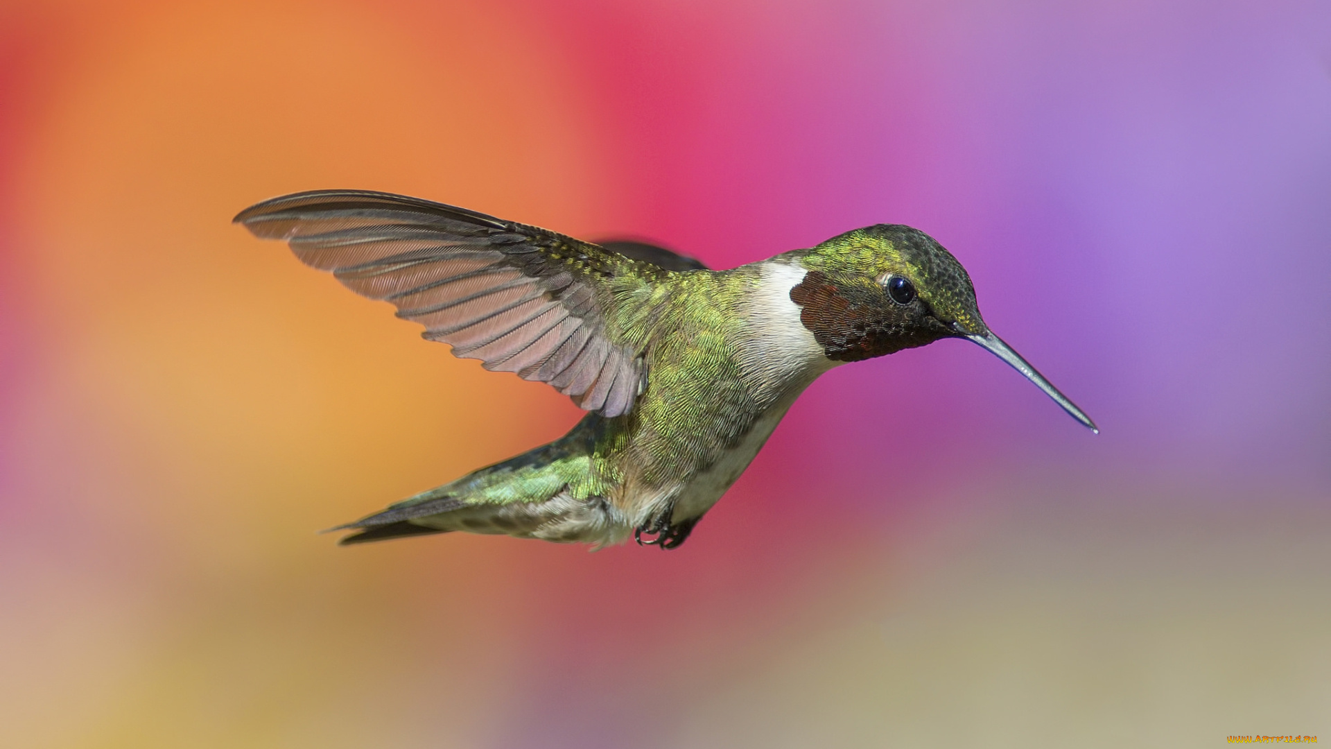 животные, колибри, птичка