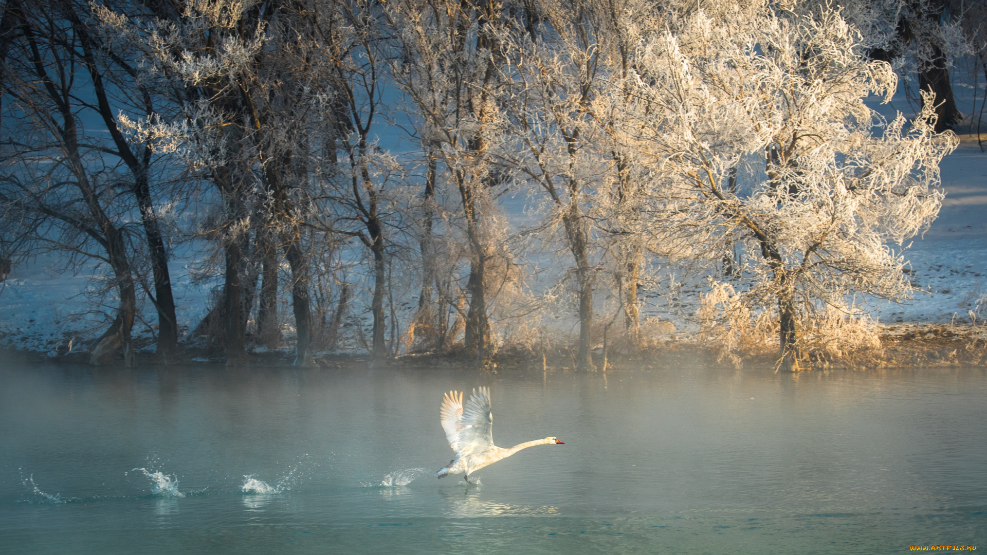 животные, лебеди, деревья, лебедь, река, зима, птица, иней