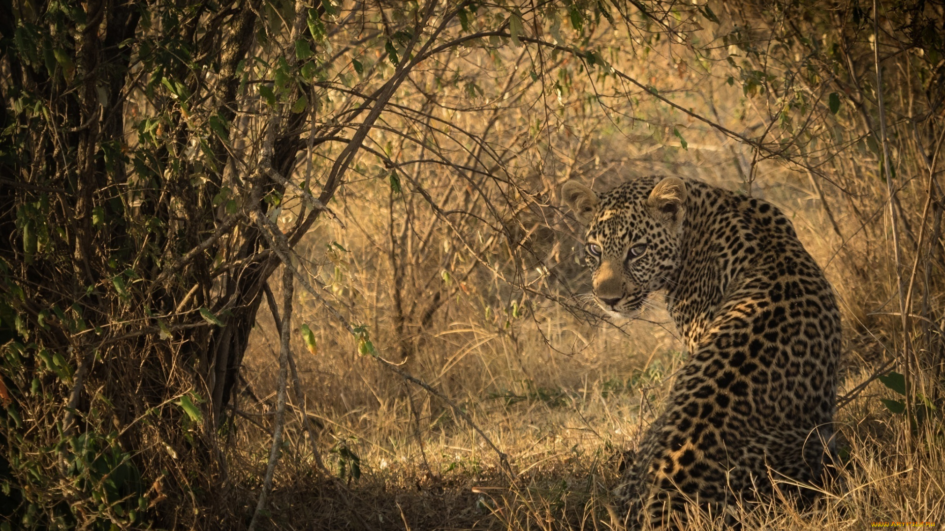 животные, леопарды, африка, кошка, хищник, сидит, тень, свет, окрас, пятна, кустарник, заросли, смотрит
