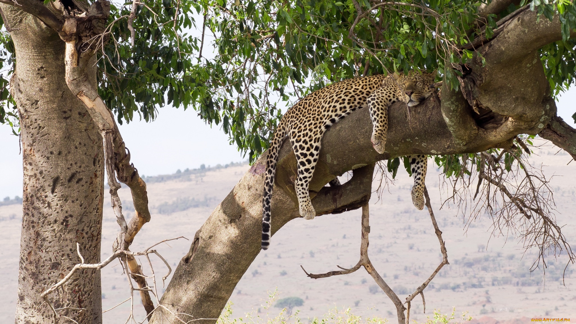 животные, леопарды, кошка, лежит, сон, отдых, листва