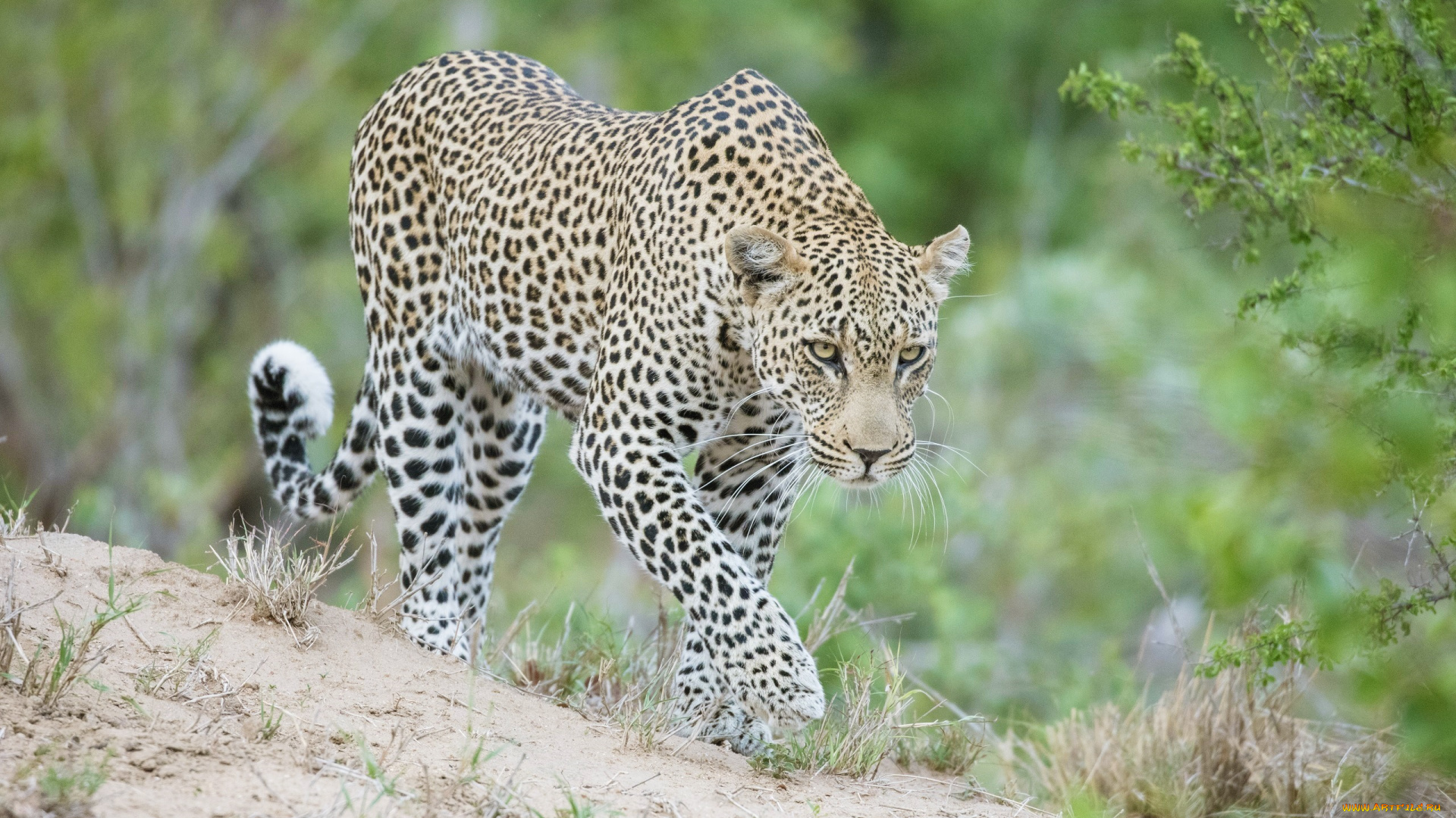 животные, леопарды, кошка, морда, идёт, африка