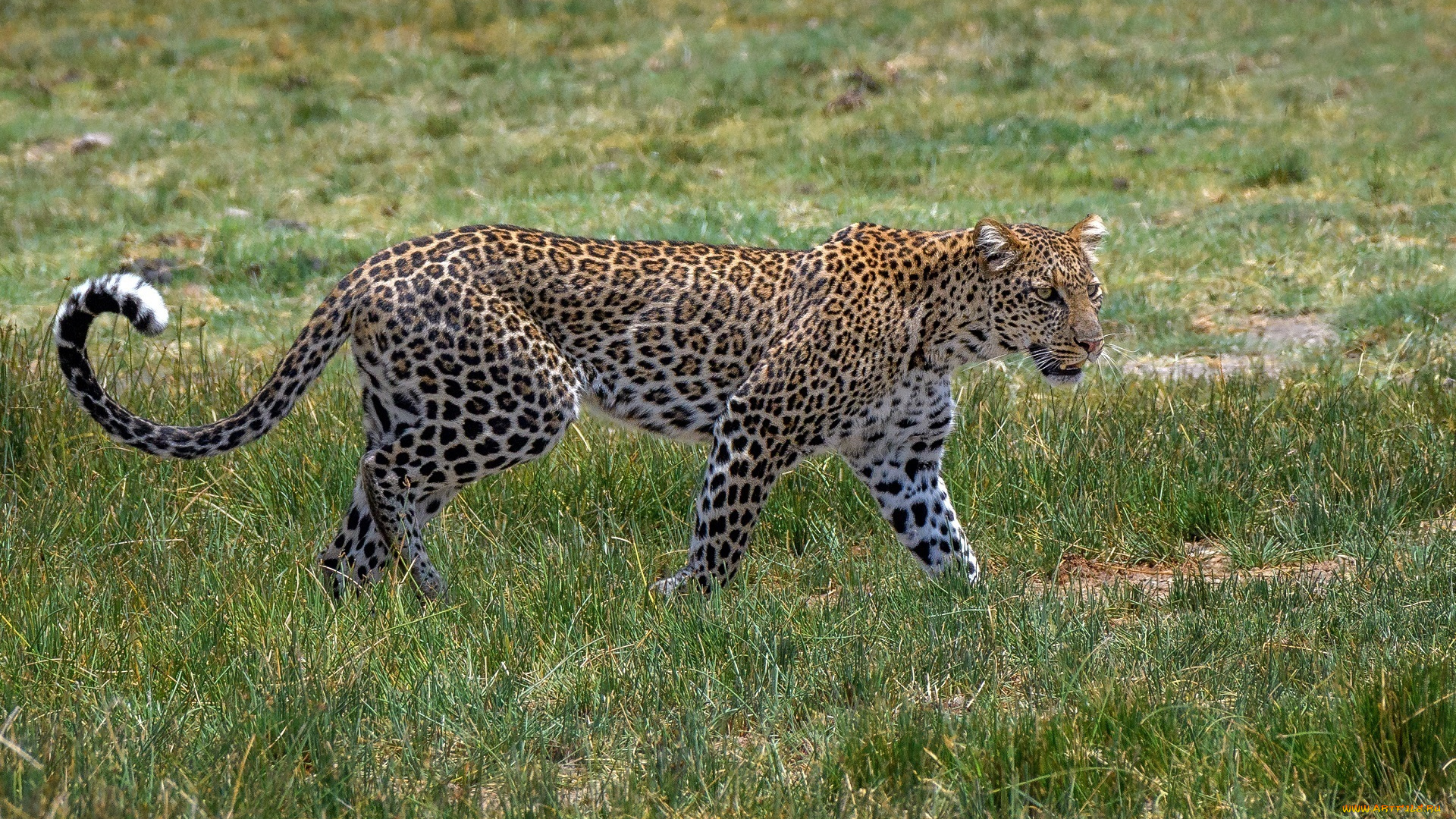 животные, леопарды, кошка, трава, пятна, окрас, грация, идёт, африка