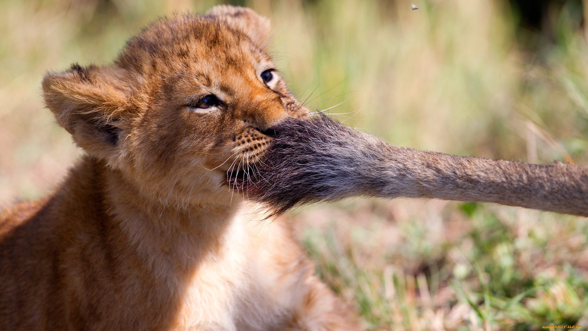 животные, львы, лев, хвост, львенок
