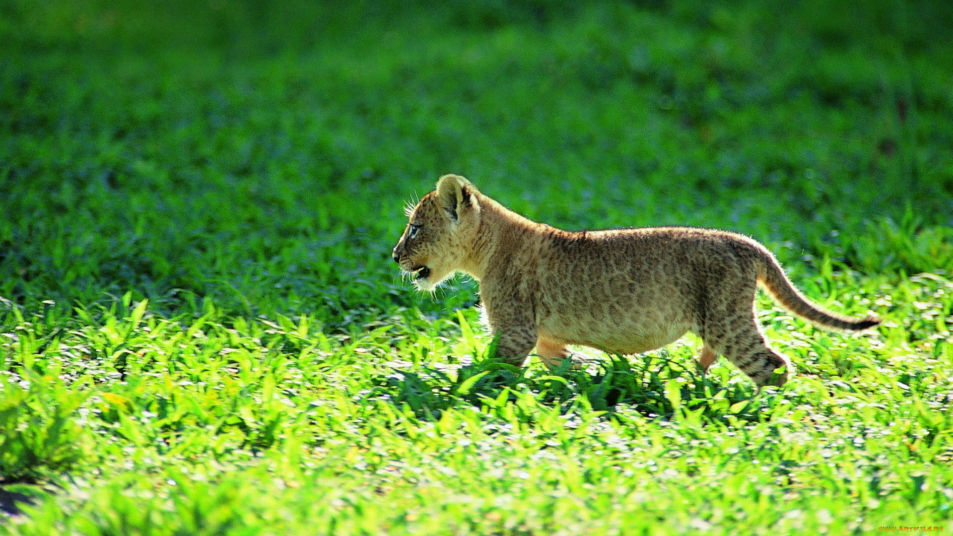 животные, львы, трава, львенок, детеныш, котенок