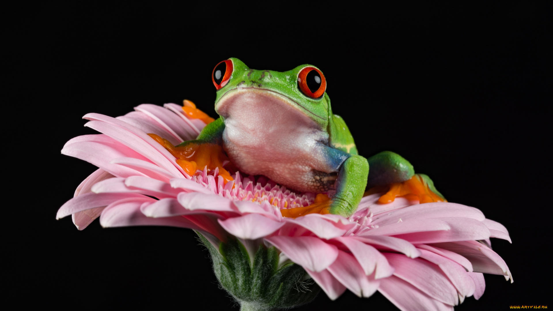 животные, лягушки, лягушка