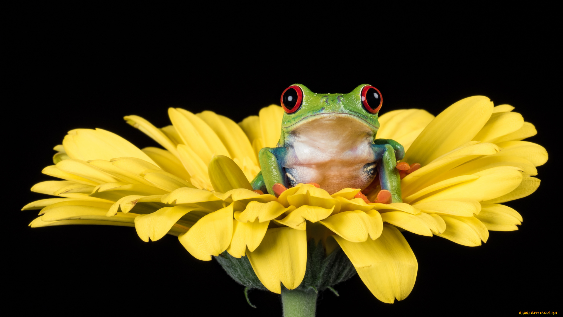 животные, лягушки, лягушка