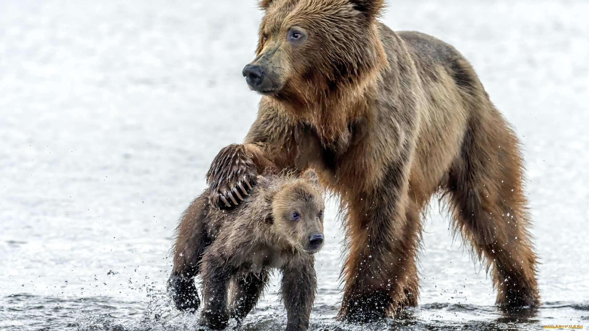 животные, медведи, медведица, капли, медведь, вода, мокрые, медвежонок
