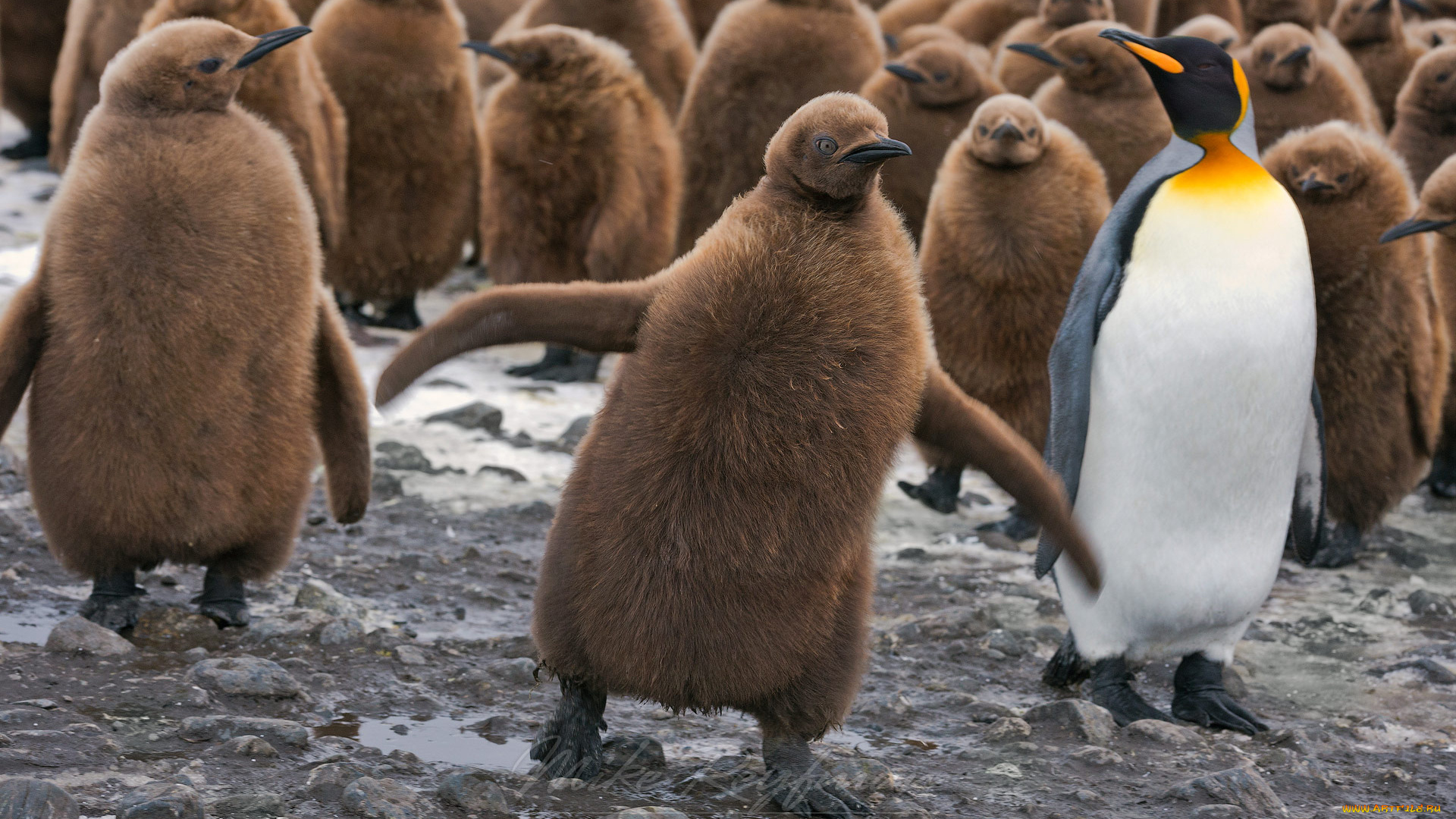 животные, пингвины, птенцы, птицы