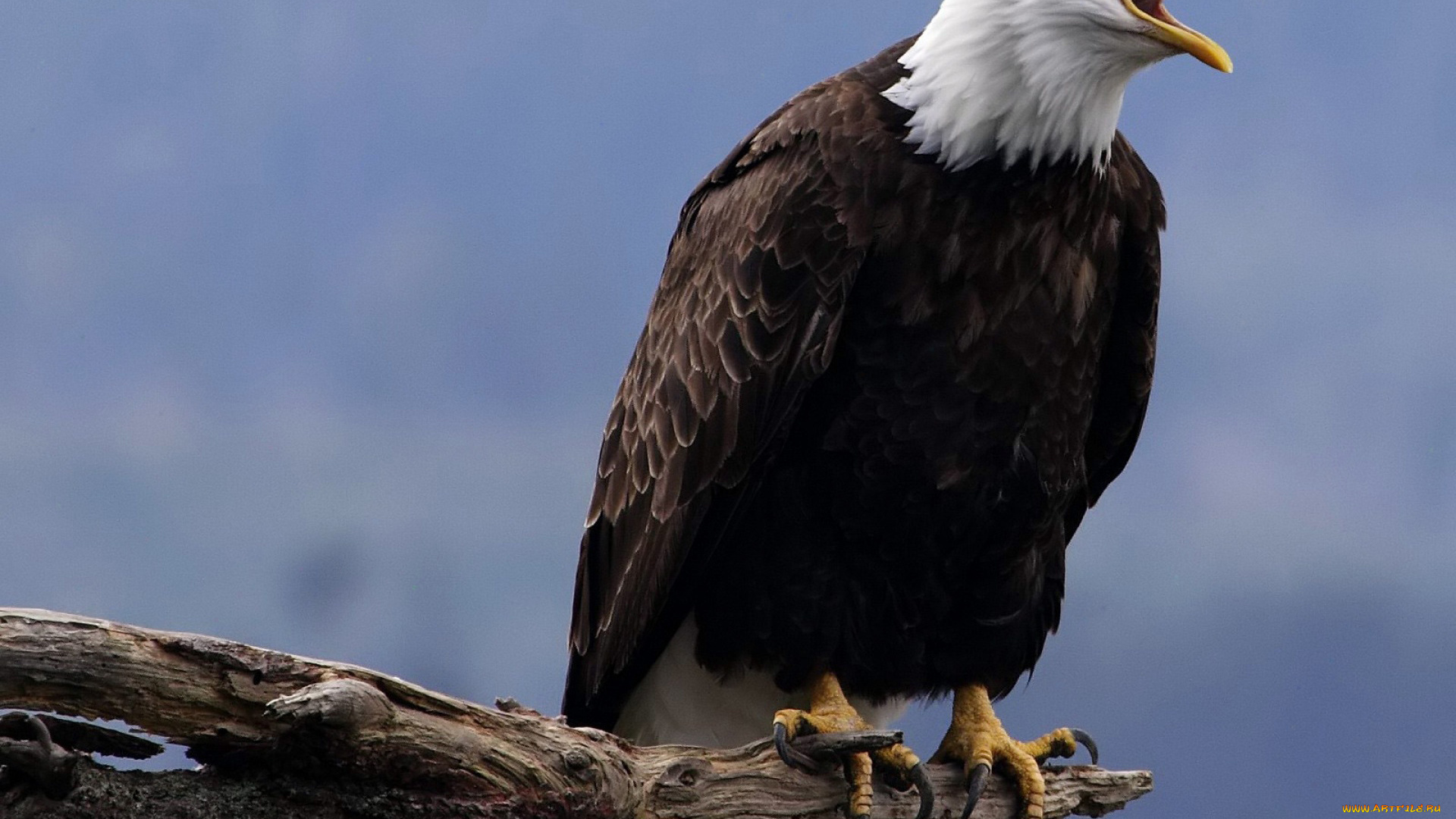 животные, птицы, -, хищники, белый, орёл, бревно, сидит, хищник, птица